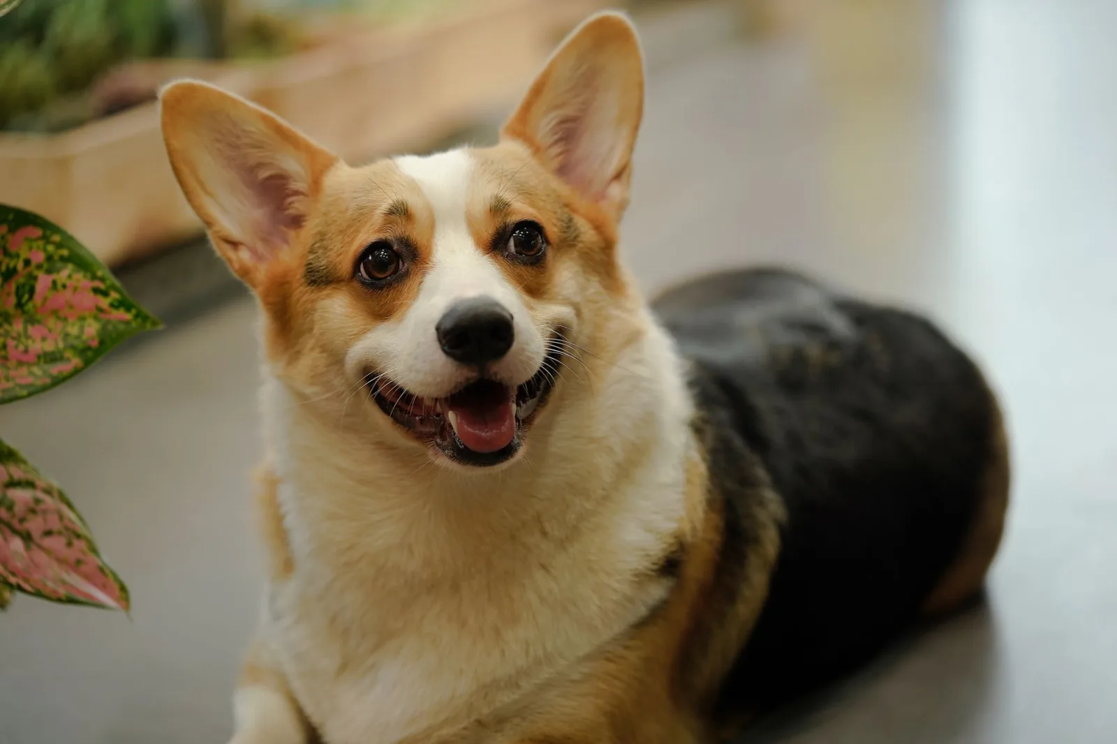 Pembroke Welsh Corgi 4
