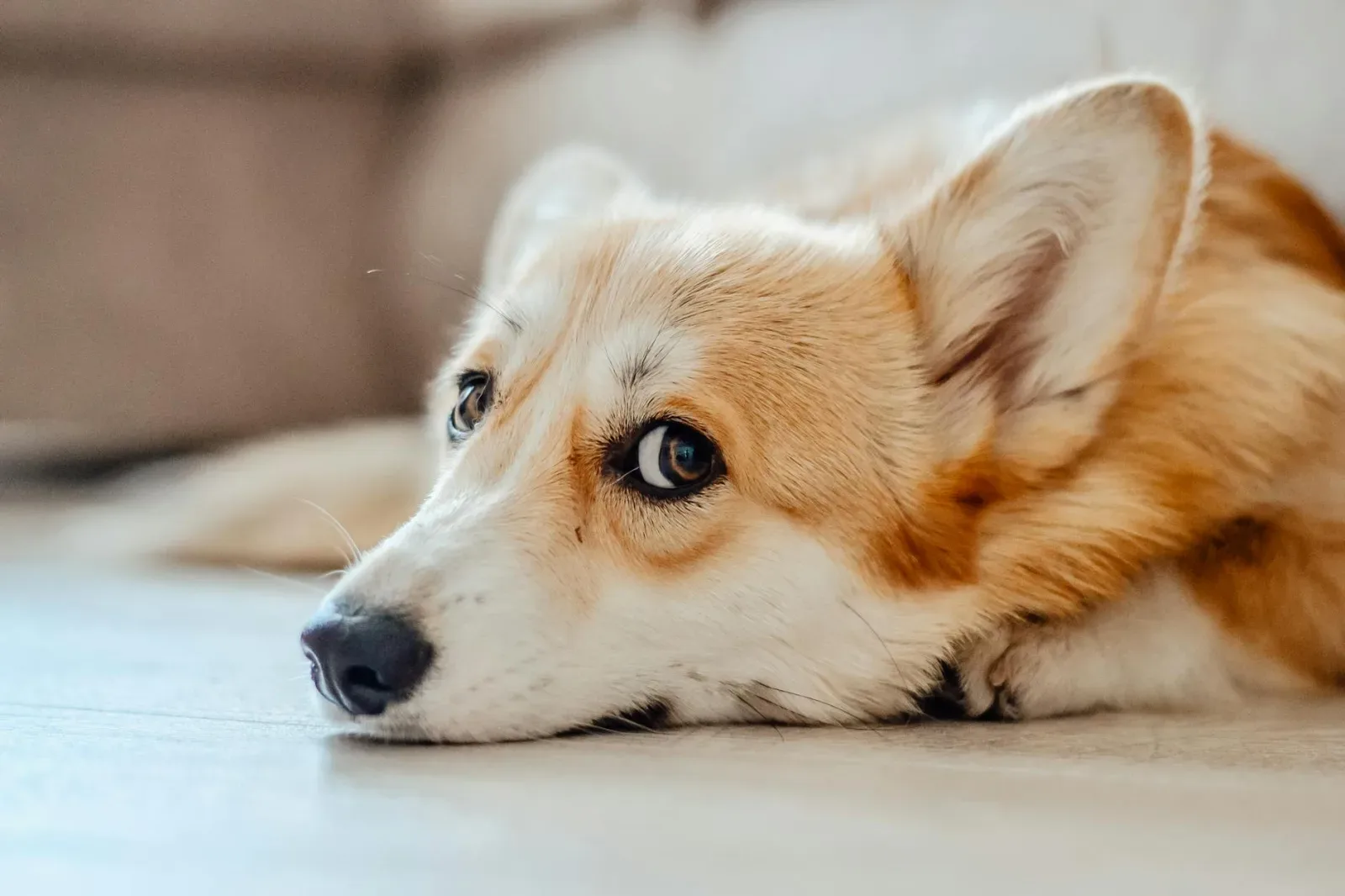 Pembroke Welsh Corgi 5