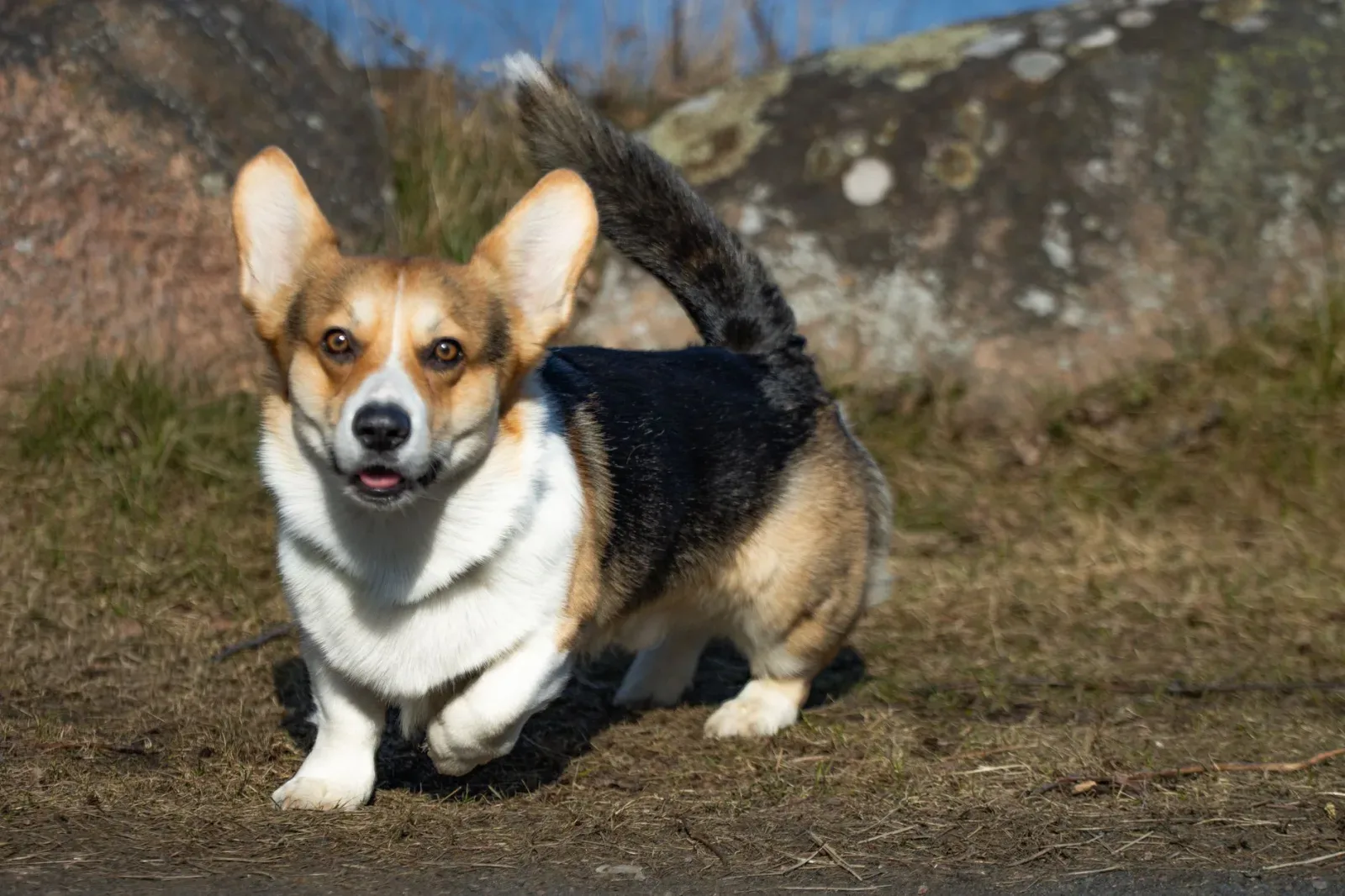 Pembroke Welsh Corgi 6