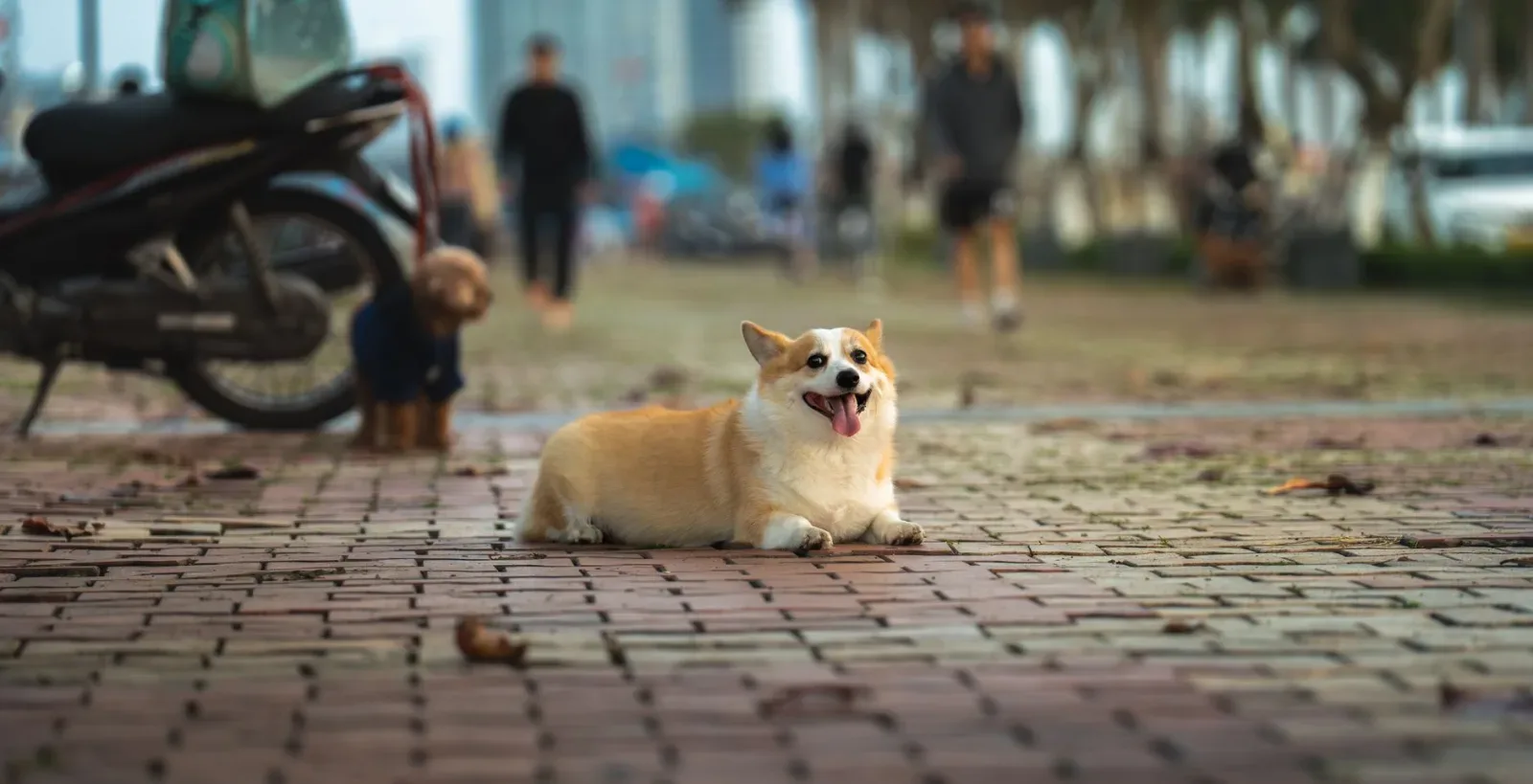 Pembroke Welsh Corgi 7