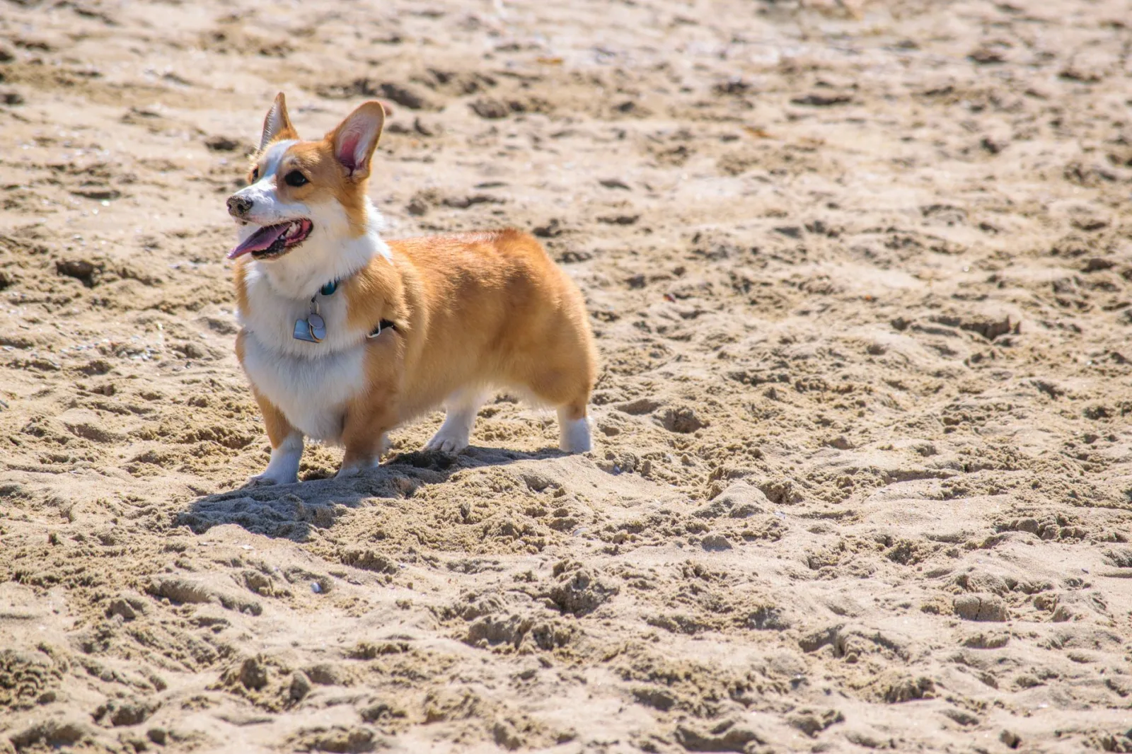 Pembroke Welsh Corgi 8