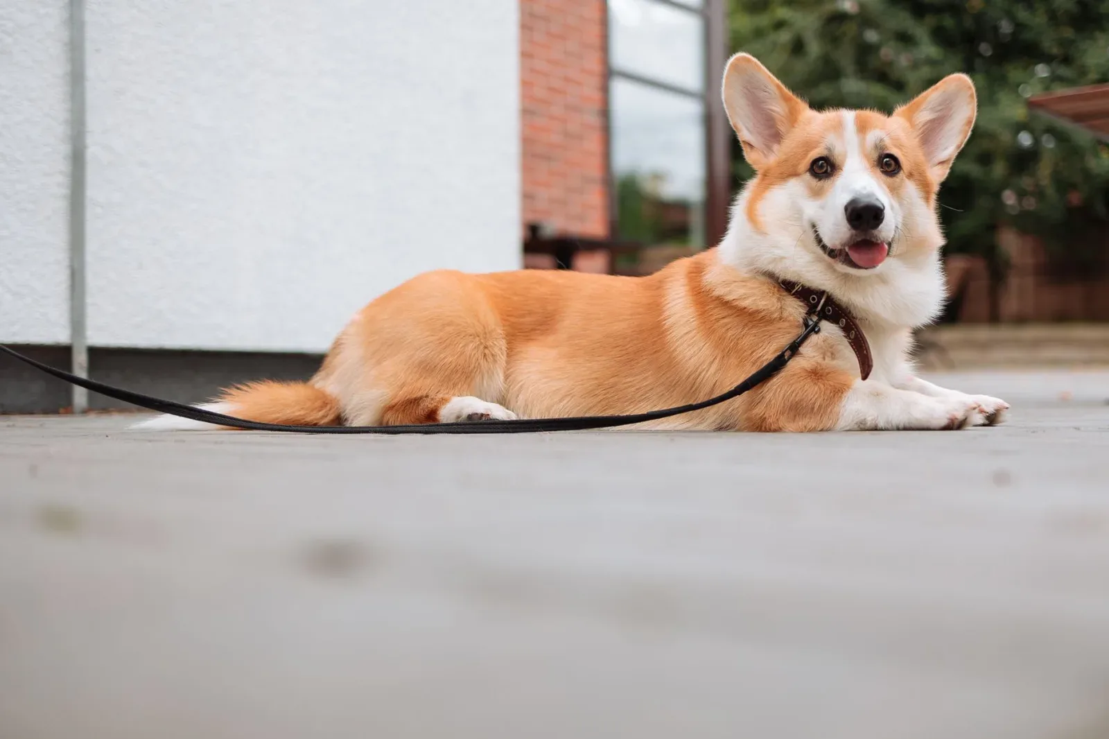 Pembroke Welsh Corgi 9