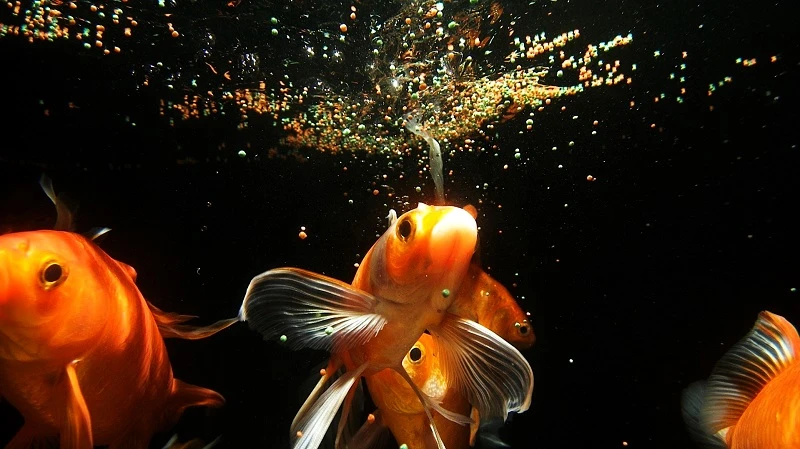How to Avoid Overfeeding Your Fish