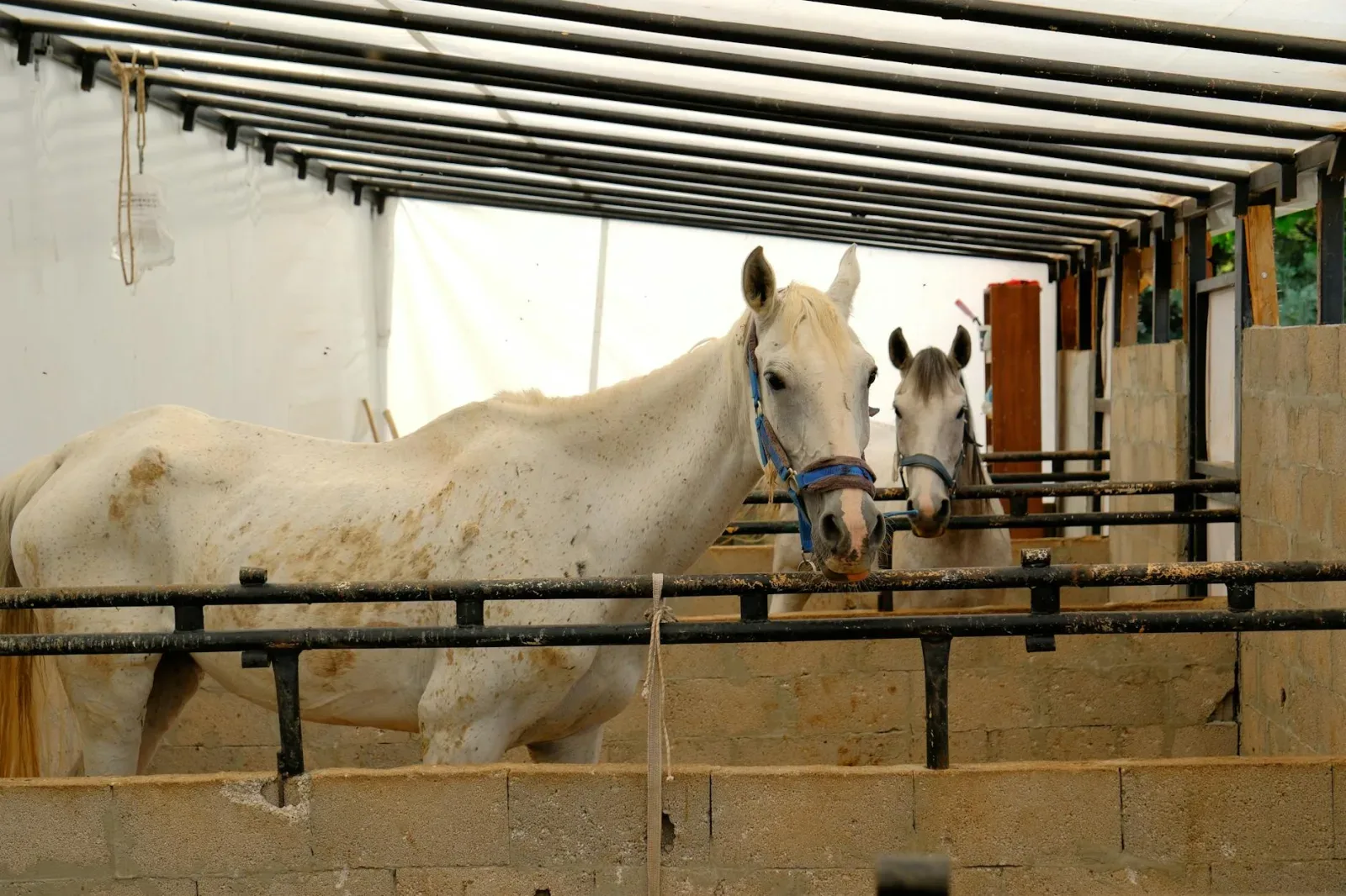 Daily Health Checks Every Horse Owner Should Do