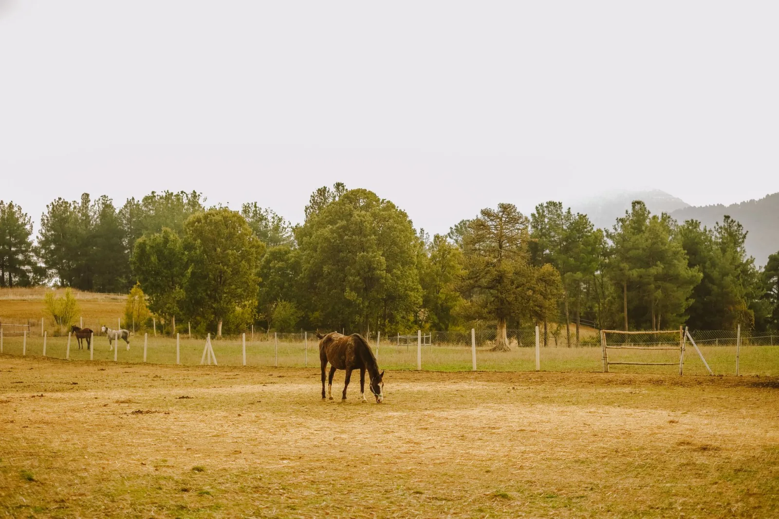 Understanding Colic in Horses