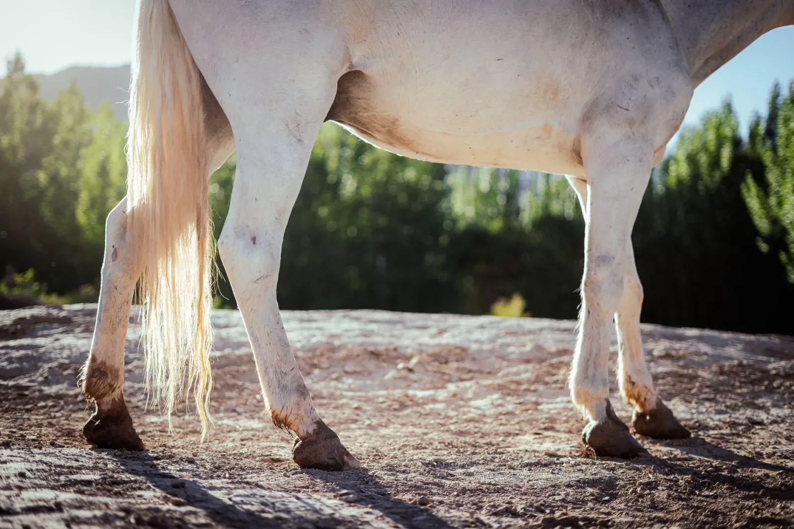 Hoof Care Basics: No Hoof, No Horse
