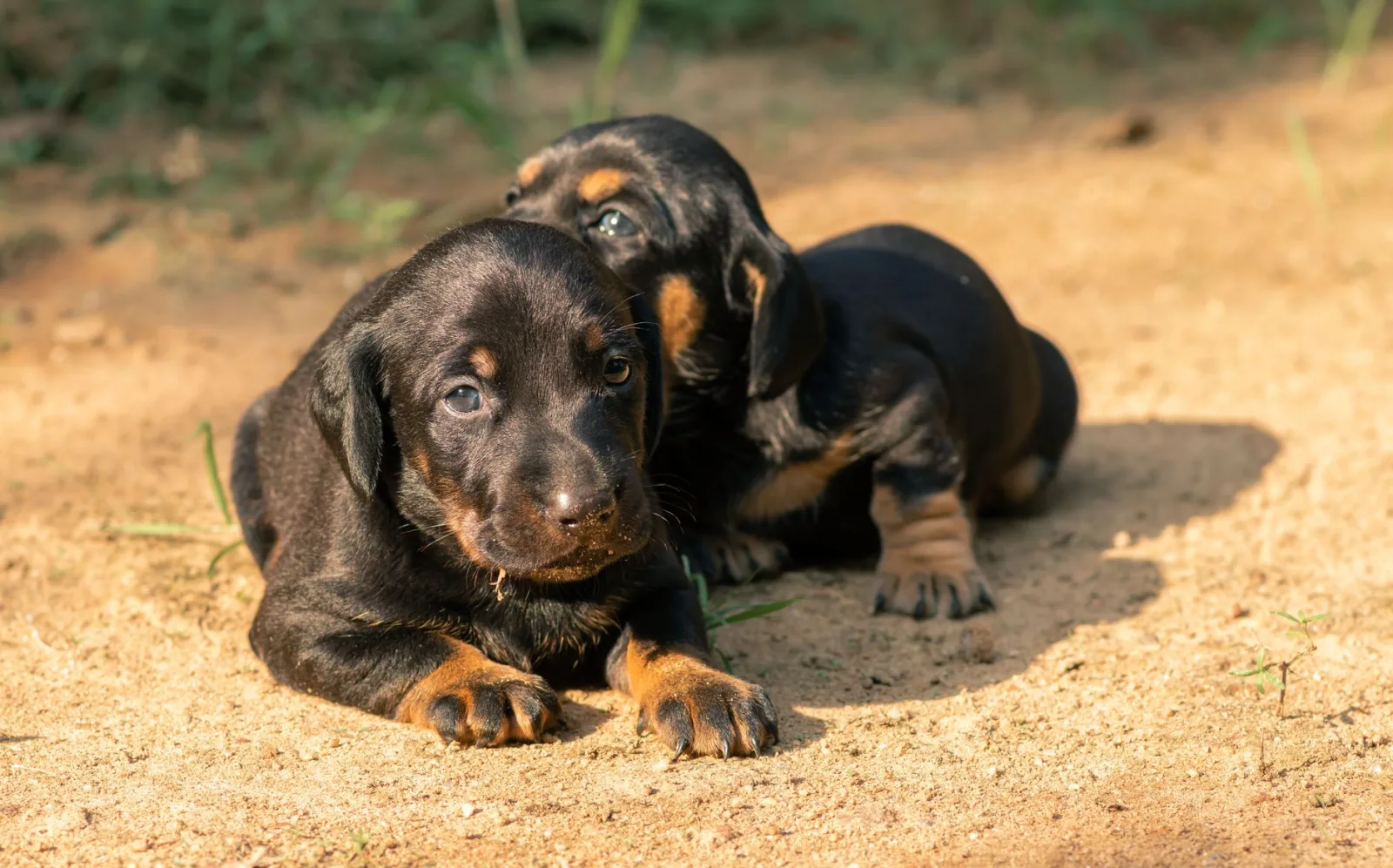 Dachshund 1