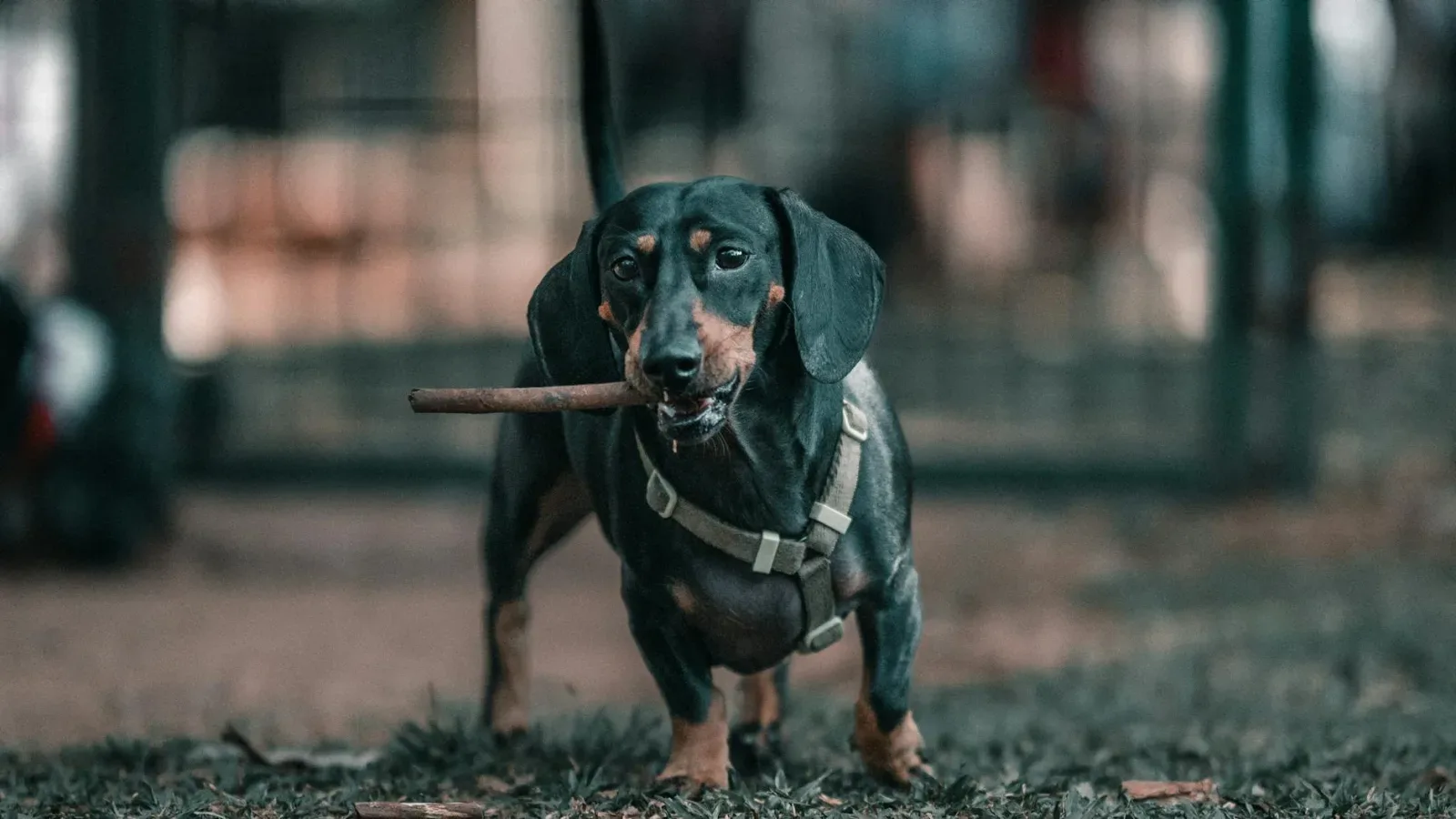 Dachshund 10