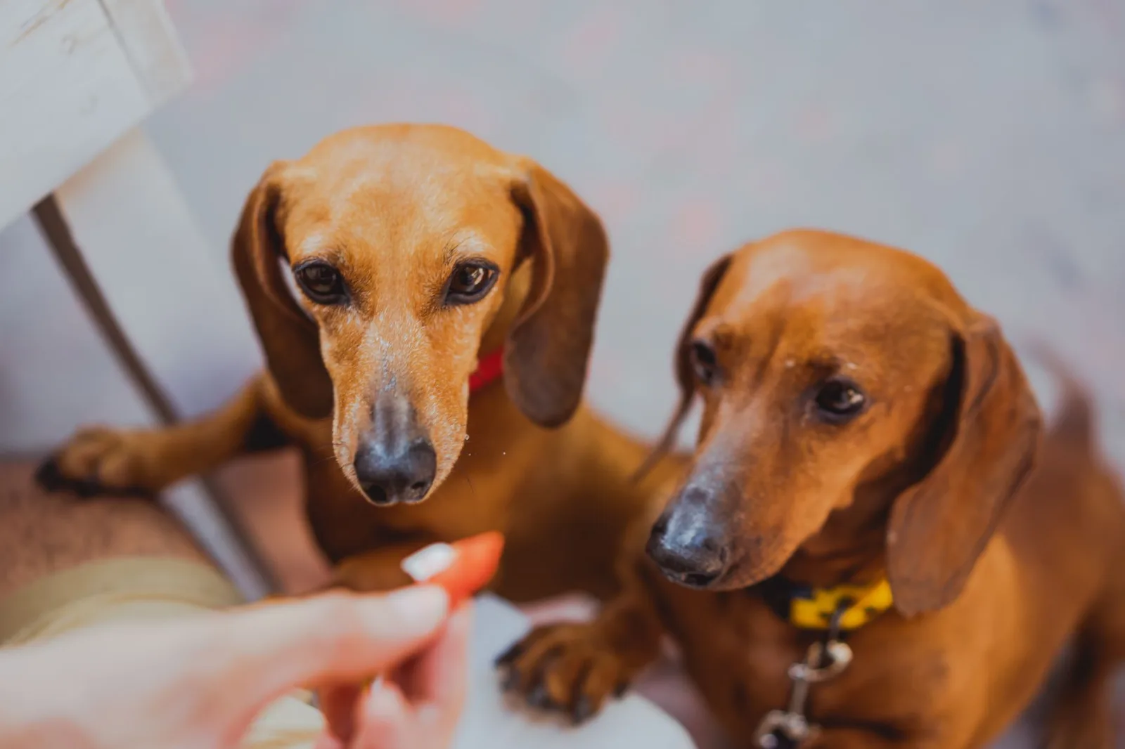 Dachshund 2