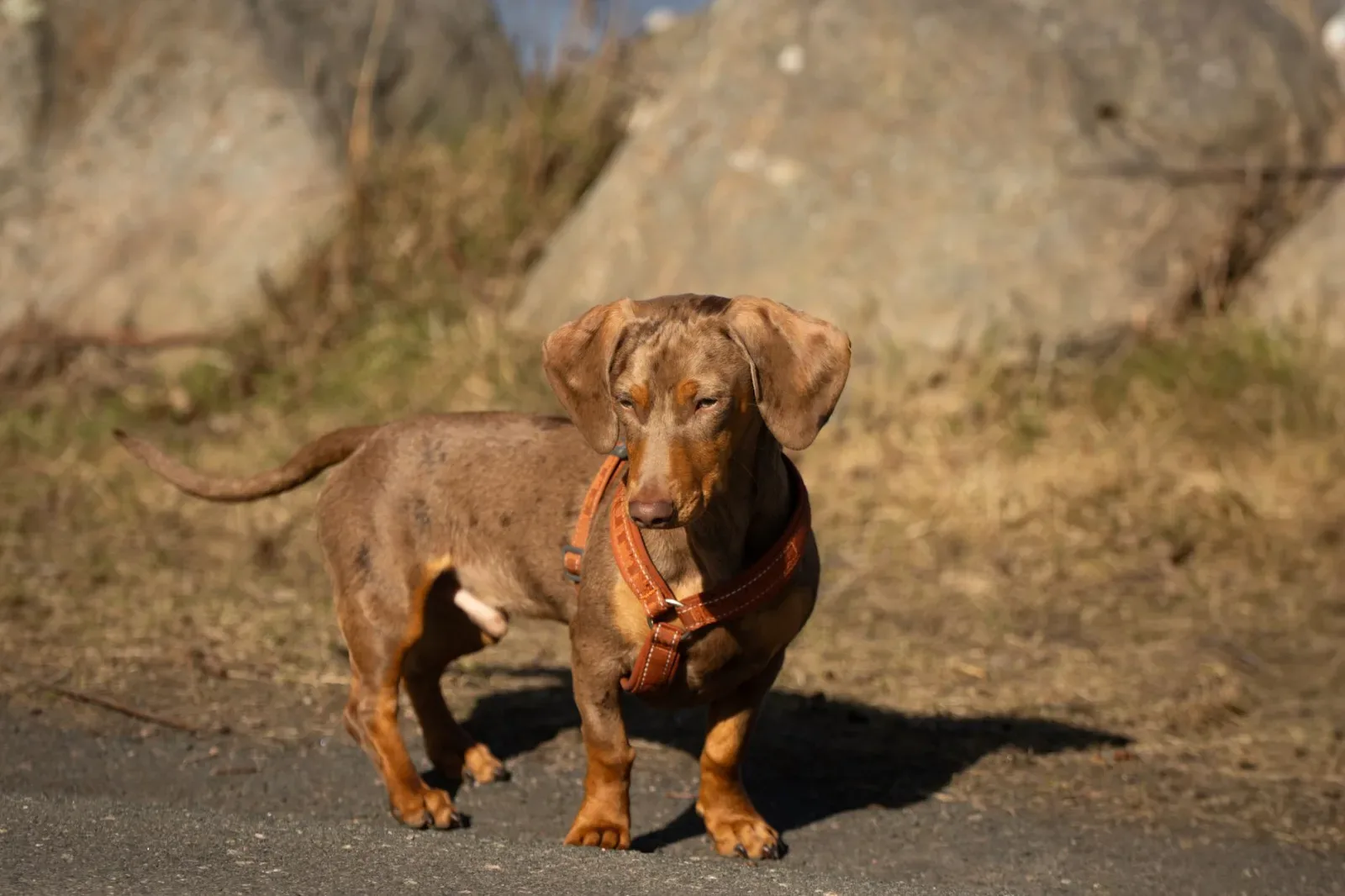 Dachshund 3