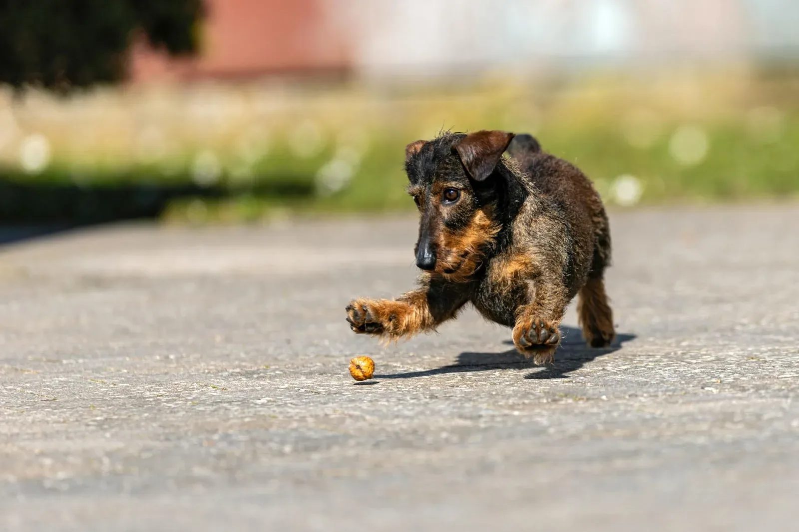 Dachshund 4