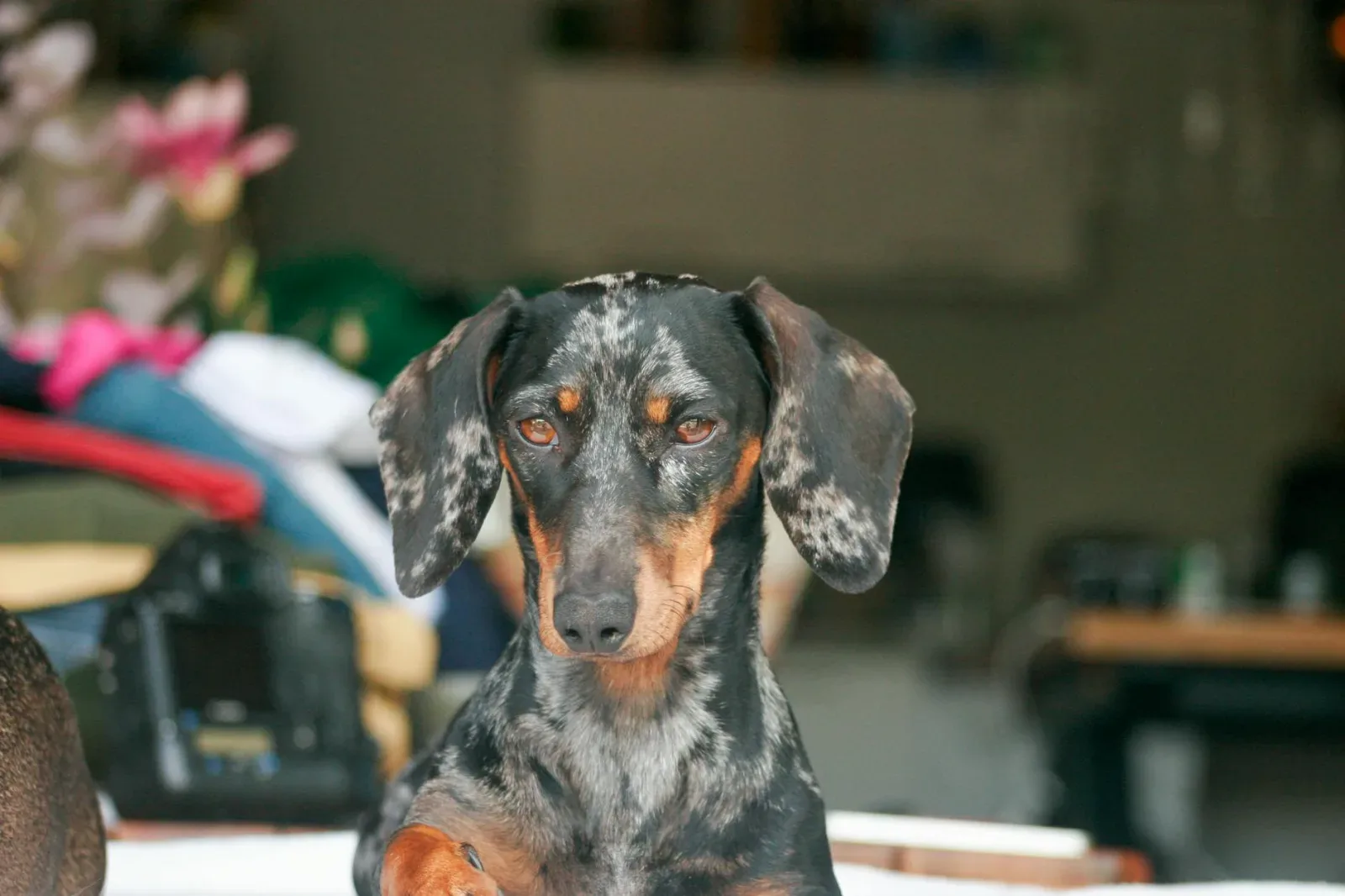 Dachshund 5