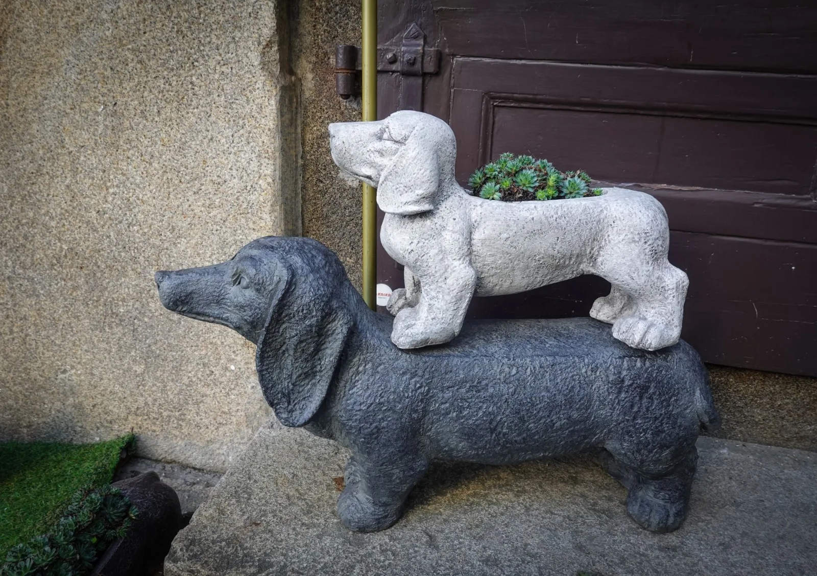 Dachshund 6