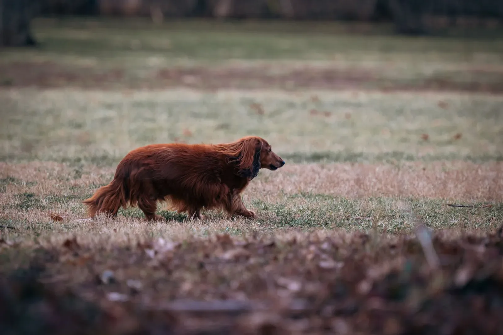 Dachshund 7
