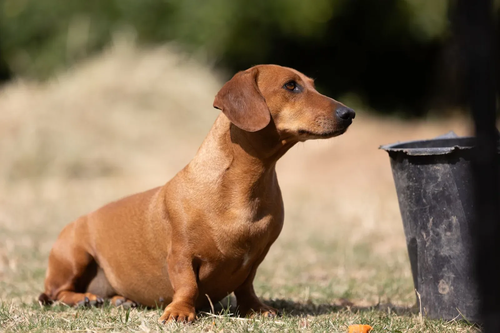 Dachshund 8