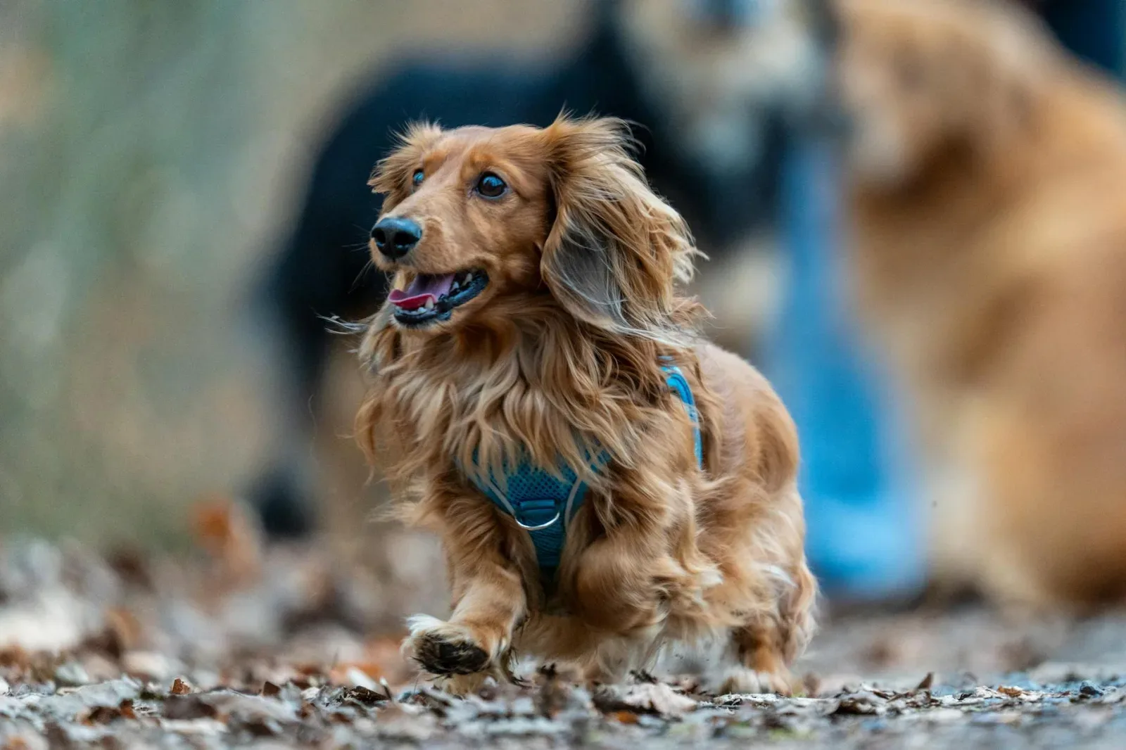 Dachshund 9