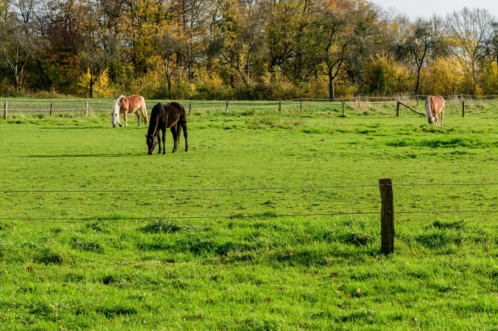 Turnout and Exercise: Why Horses Need to Move