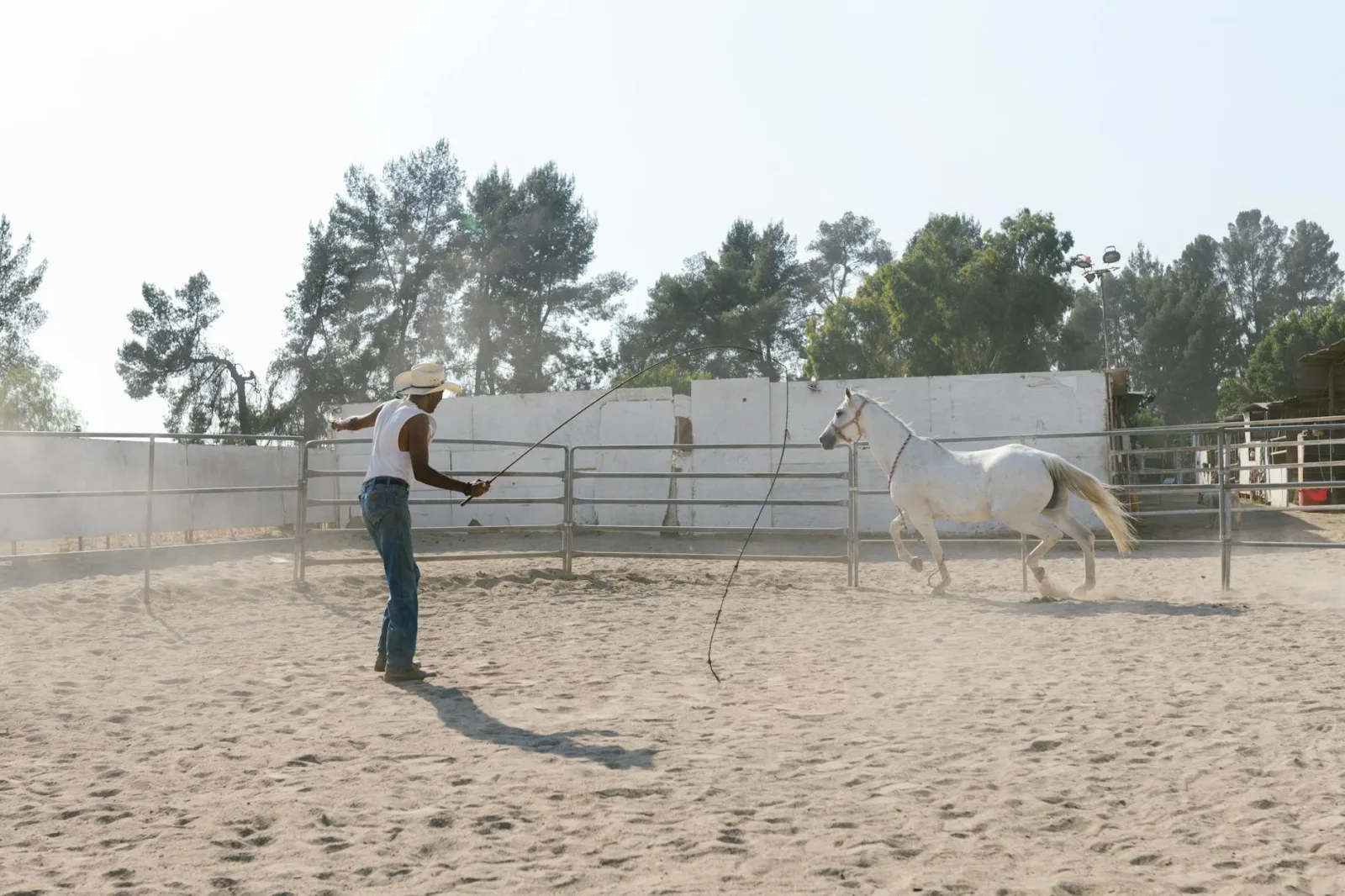 Groundwork: Building Trust Before You Ride