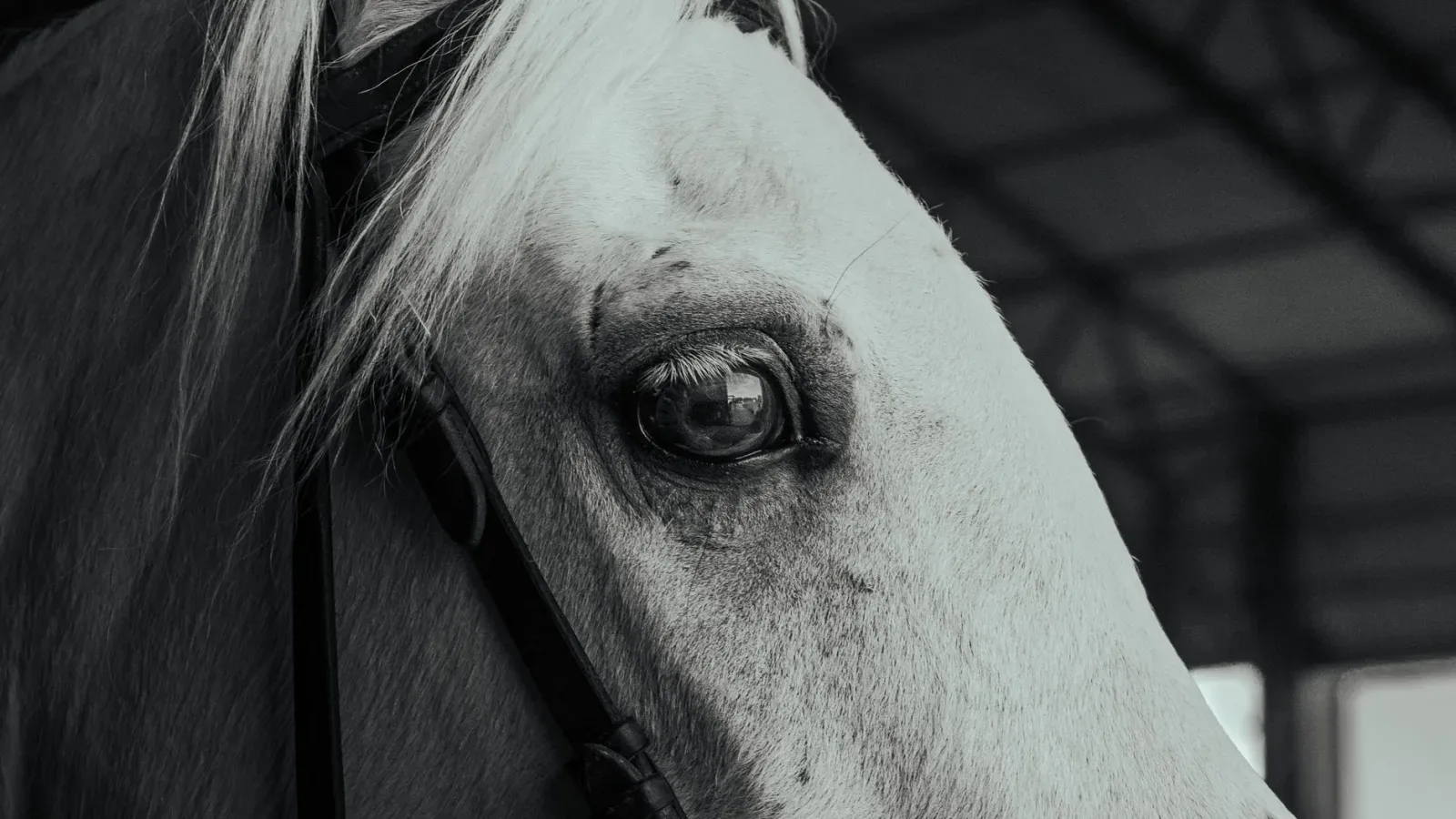 Reading Equine Body Language
