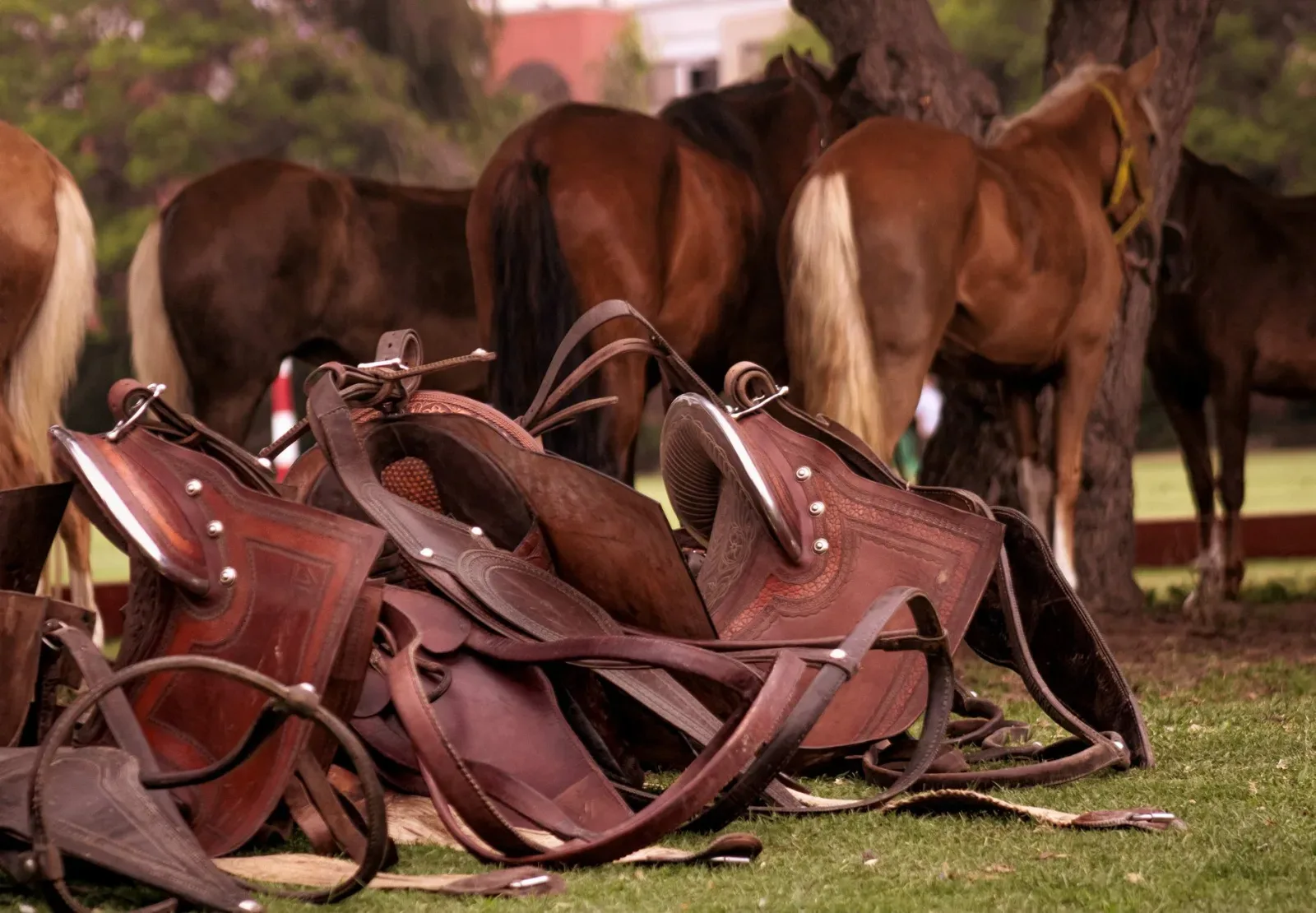 Saddle Fit: Why It Matters and How to Check It