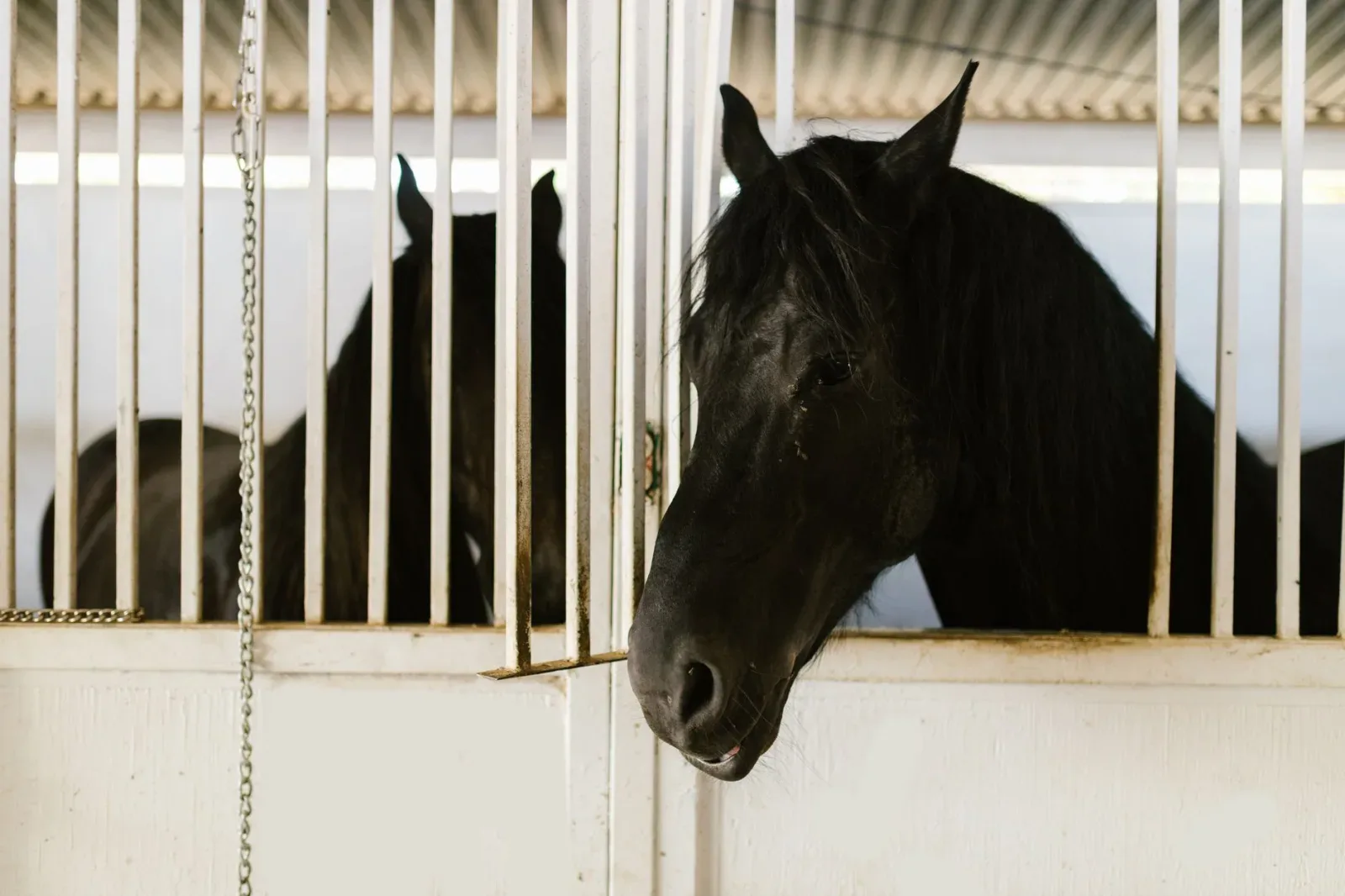 Setting Up a Safe, Comfortable Stable