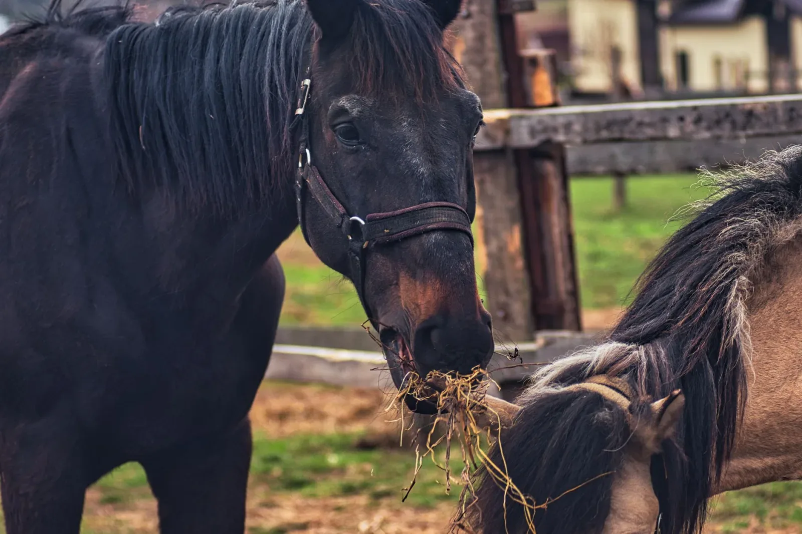 Feeding the Horse: Forage First