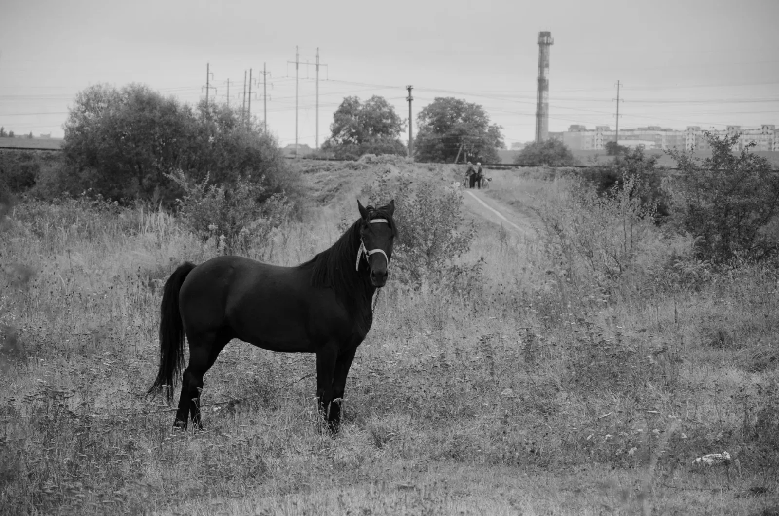 Body Condition Scoring for Horses