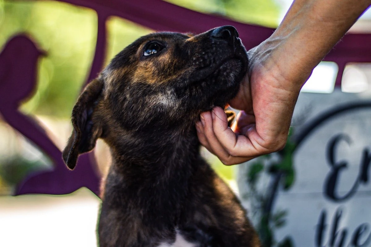 How Pet Adoption Works: The 5-Step Process and the First 30 Days