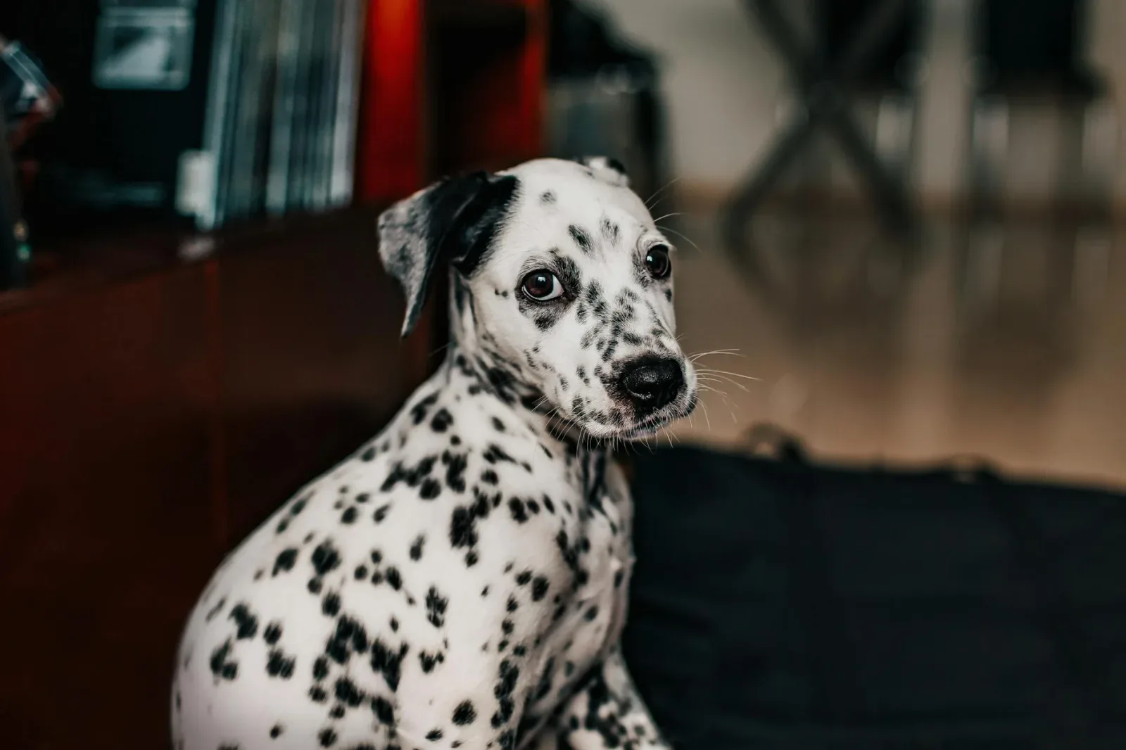 Dalmatian 1
