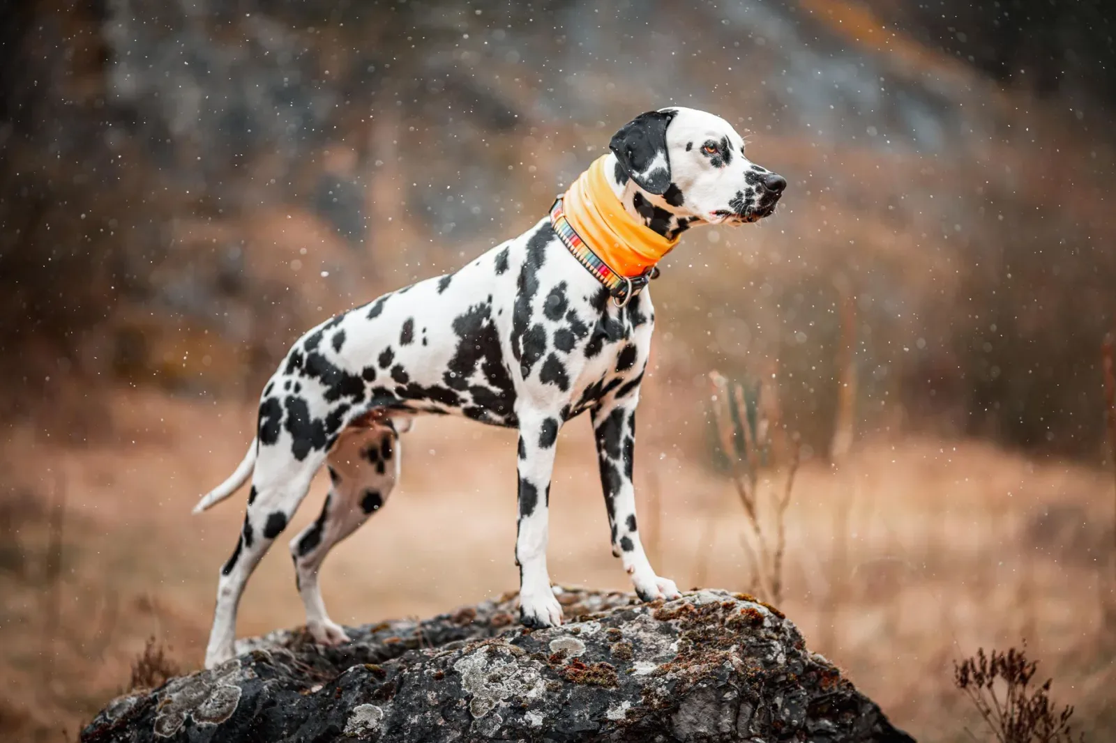 Dalmatian 2