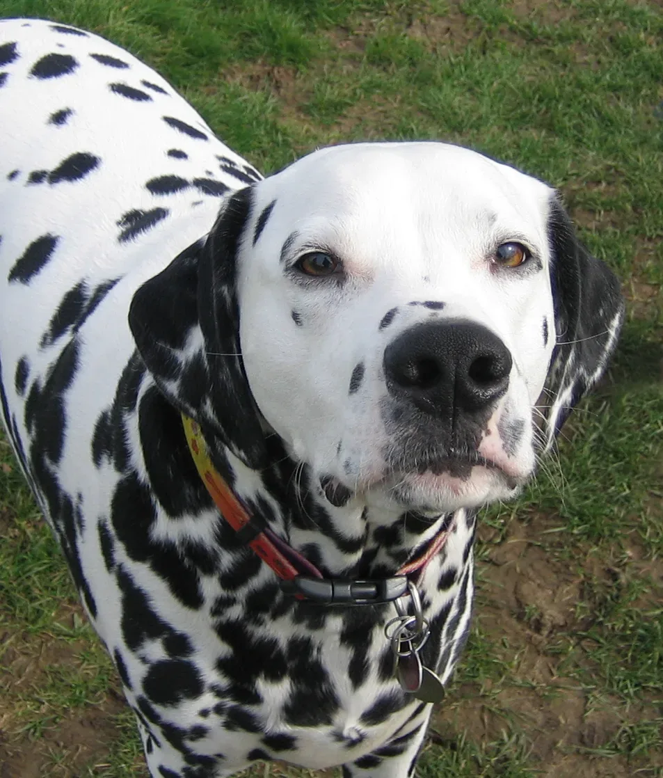 Dalmatian 4