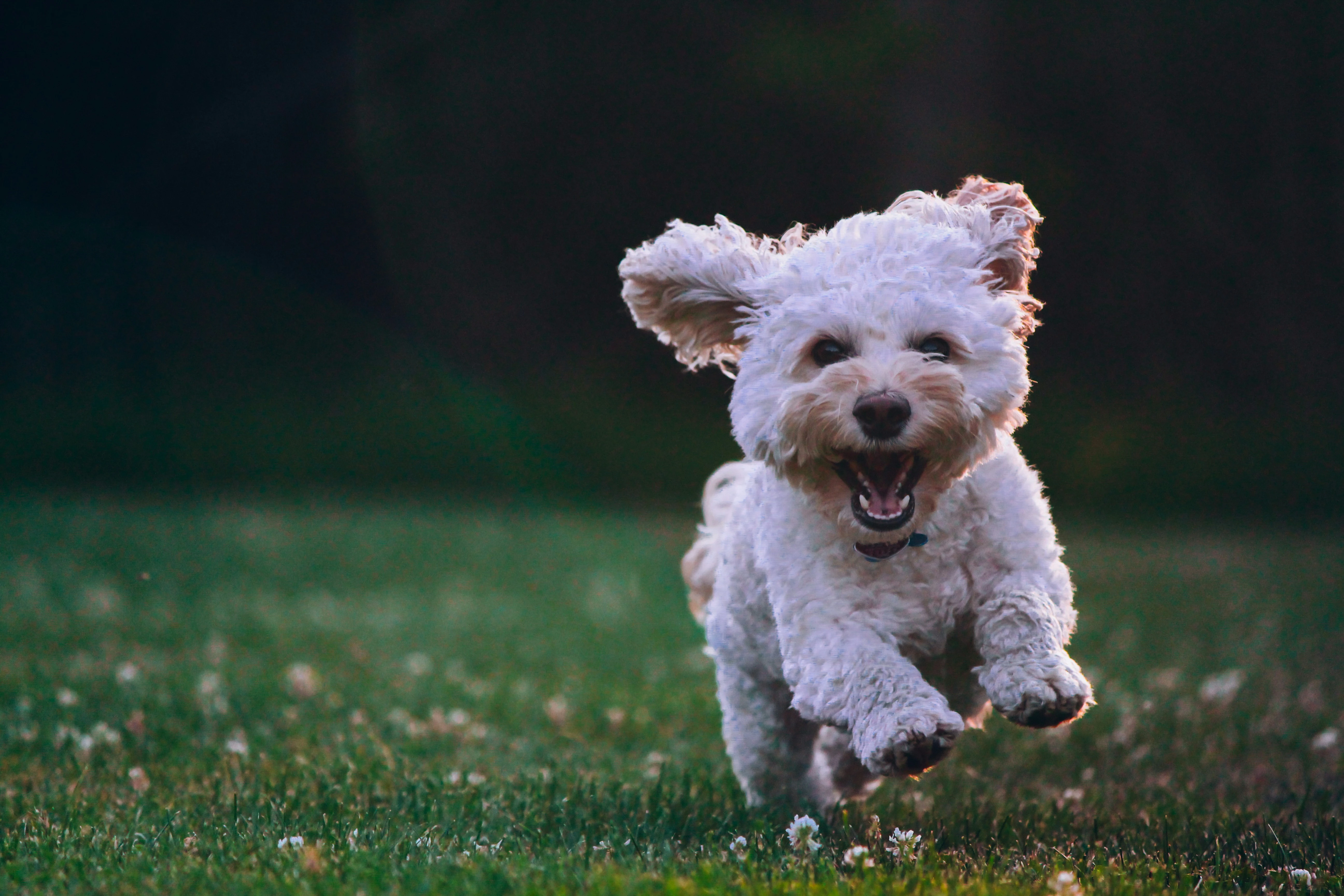 Pet Name Ideas: 100+ Names by Breed, Personality and Theme