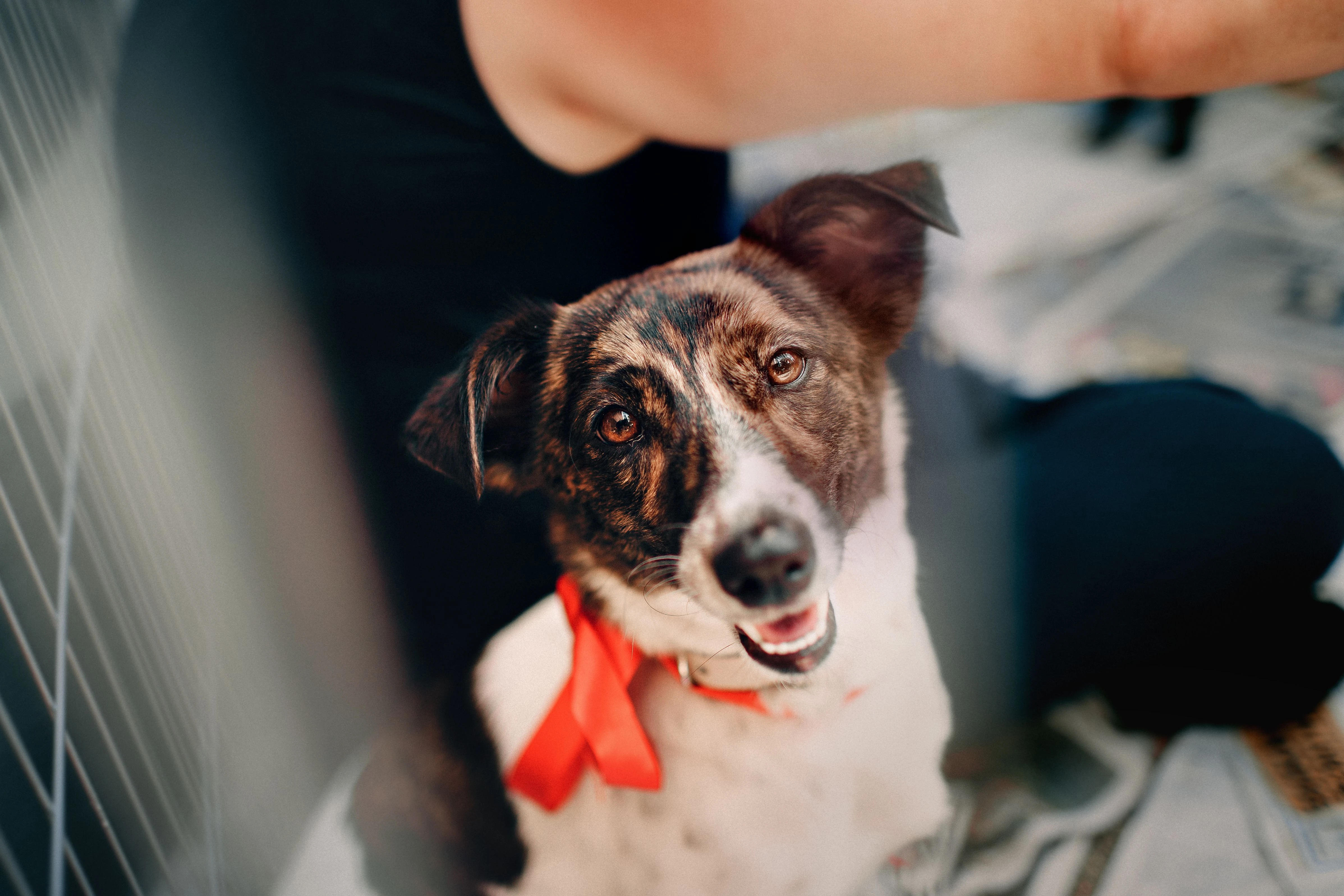 Where to Adopt a Pet in India: Trusted Rescues and What to Expect