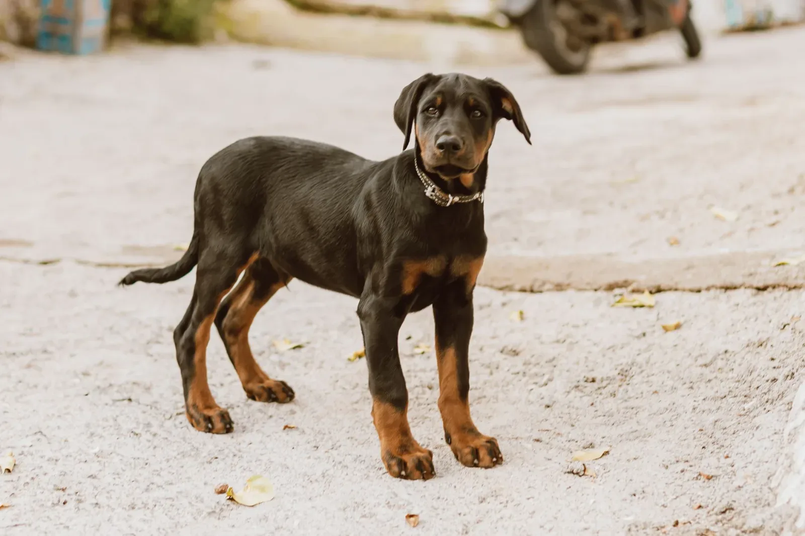 Doberman Pinscher 1