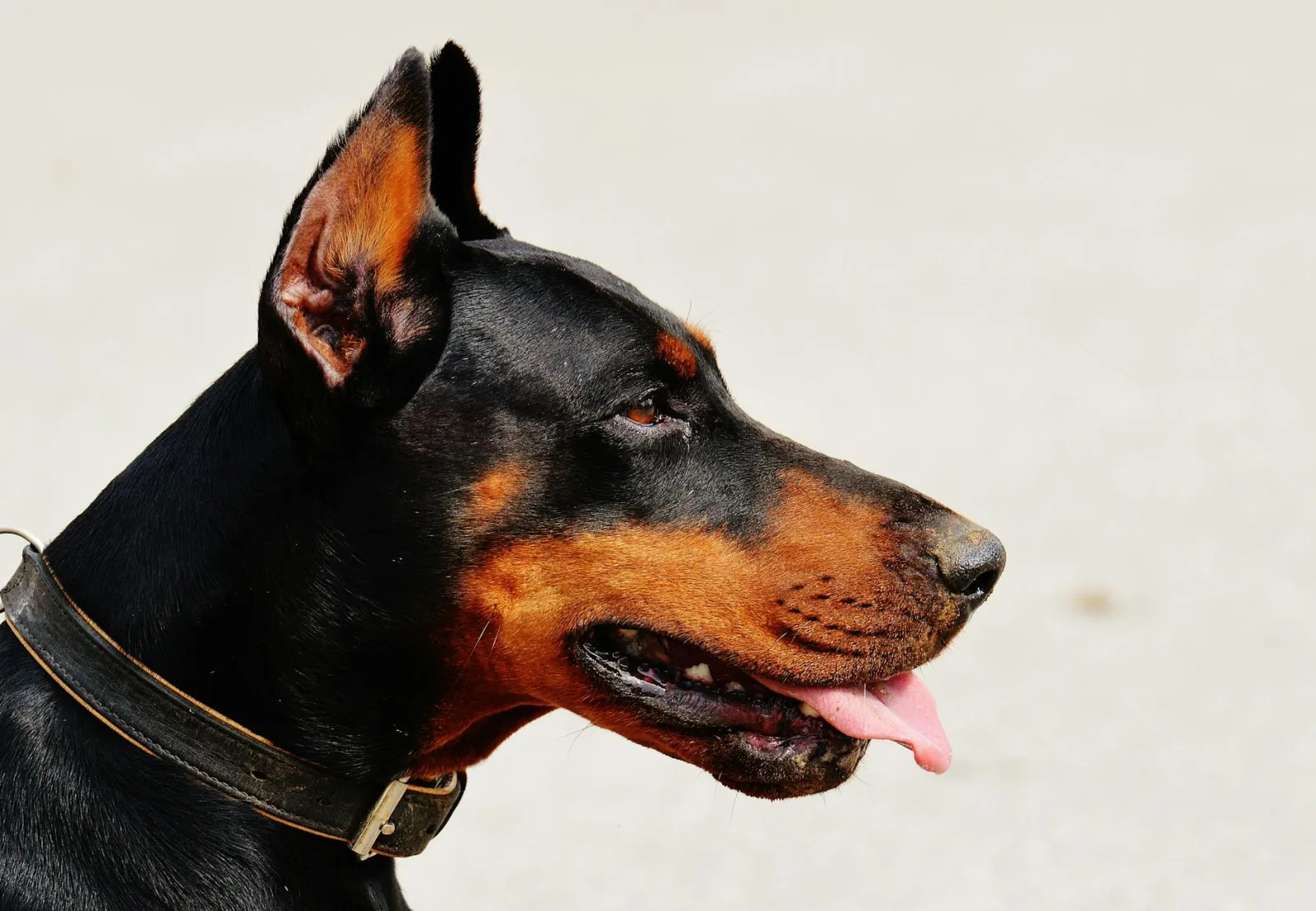 Doberman Pinscher 10