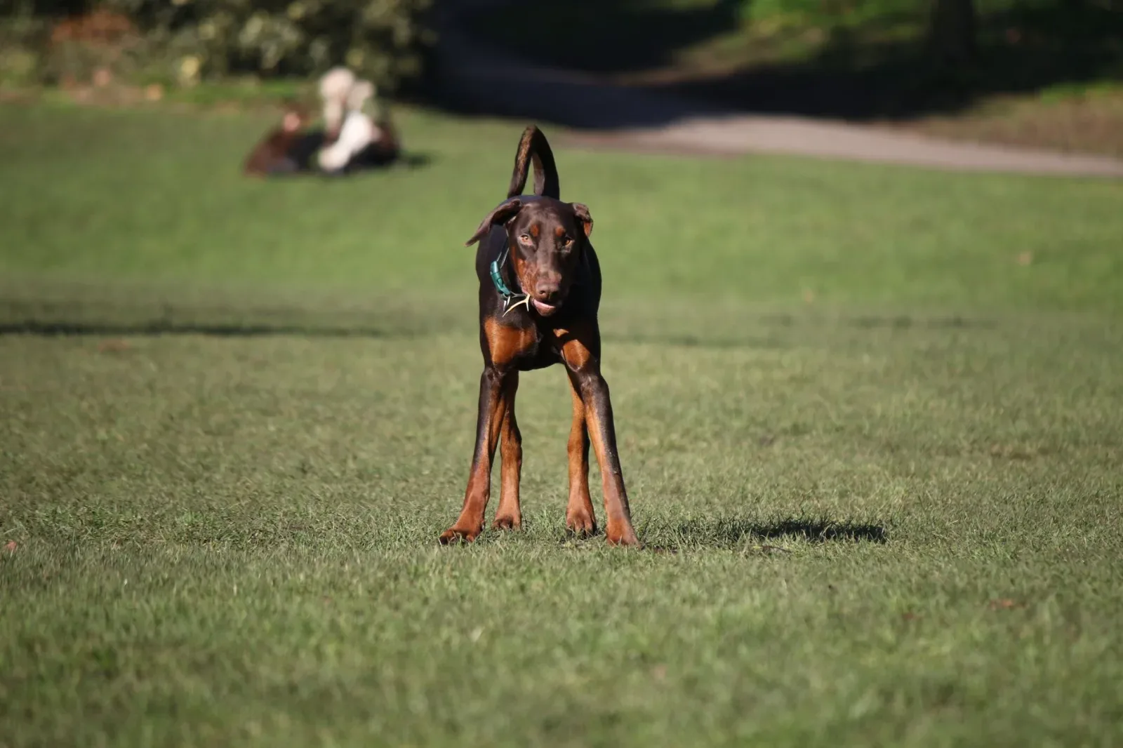Doberman Pinscher 3