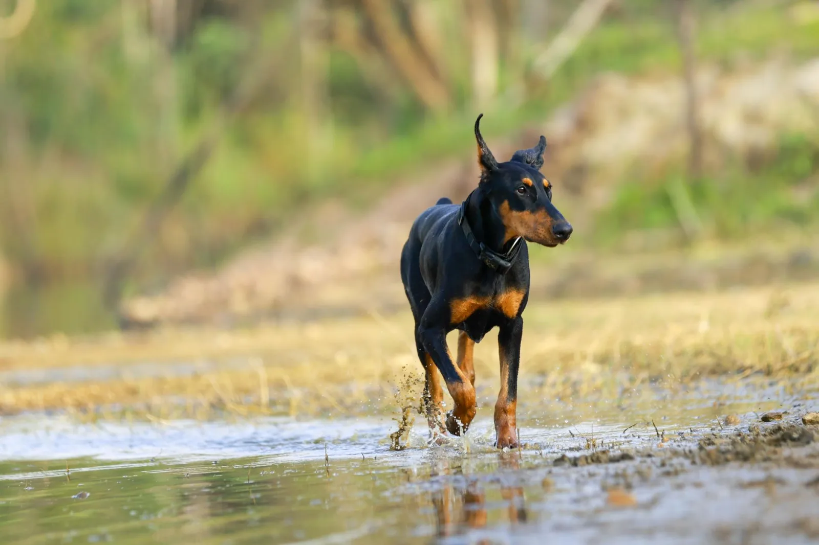 Doberman Pinscher 4