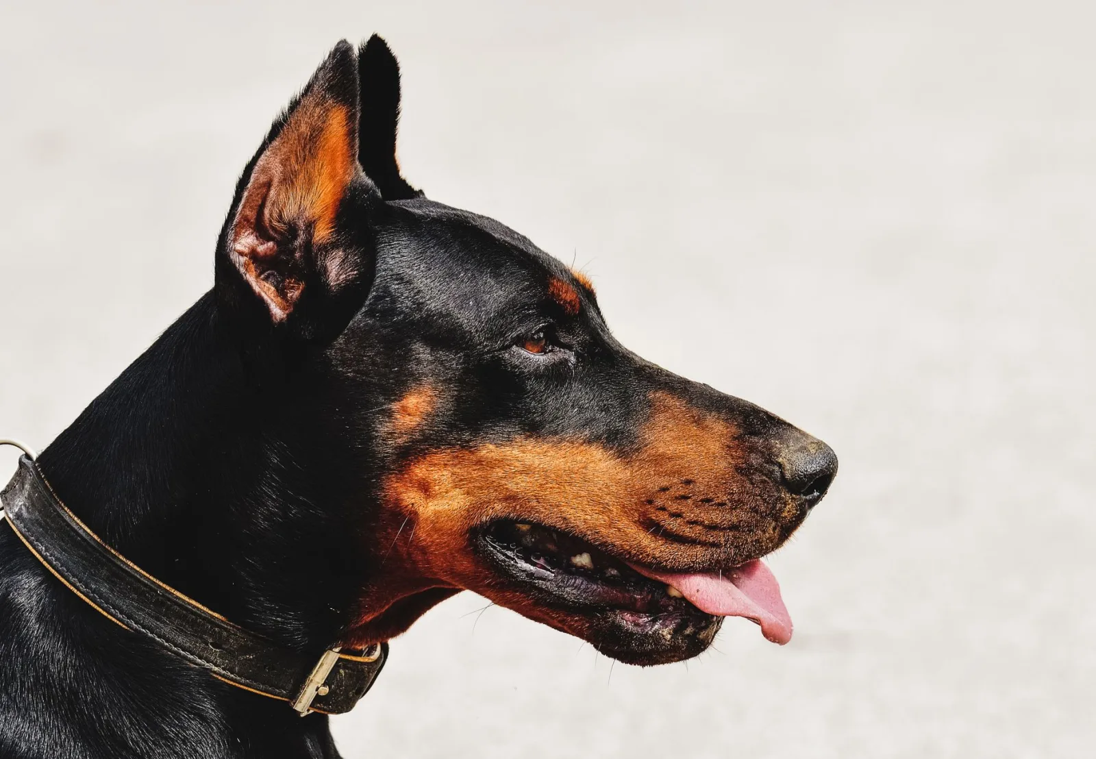 Doberman Pinscher 5