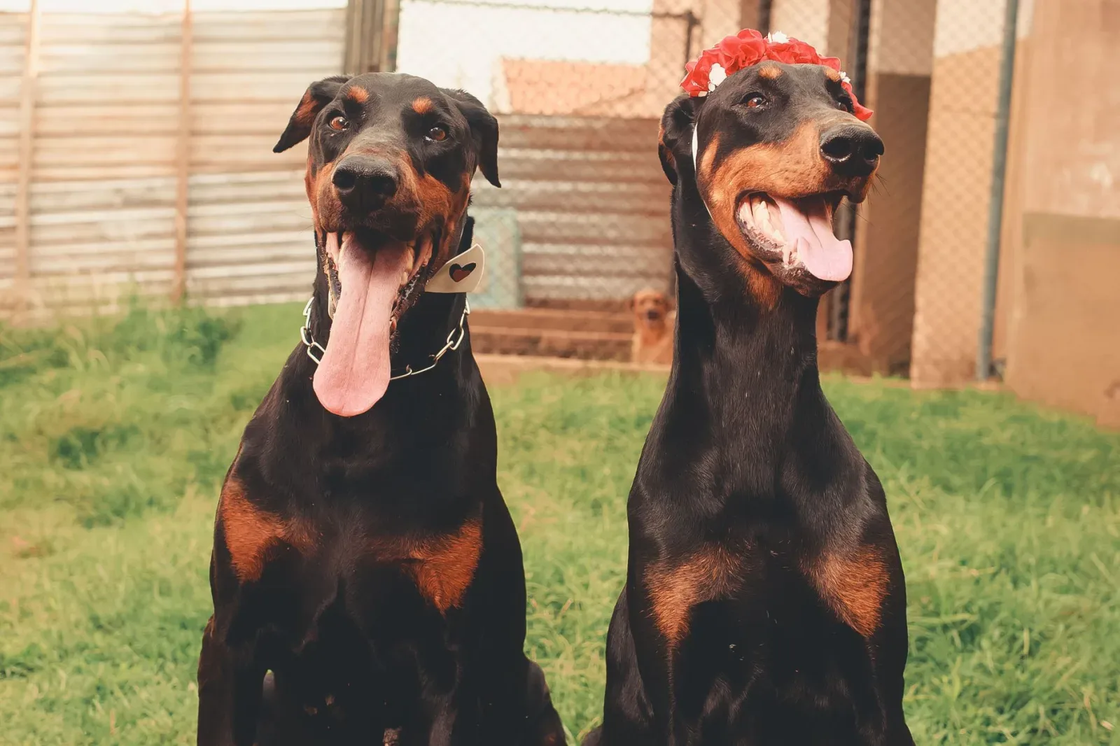 Doberman Pinscher 6