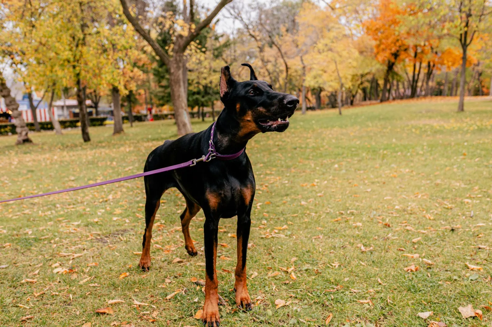 Doberman Pinscher 7