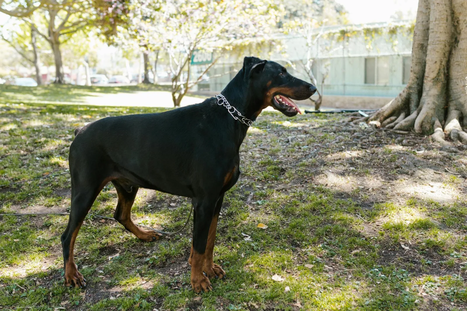 Doberman Pinscher 8