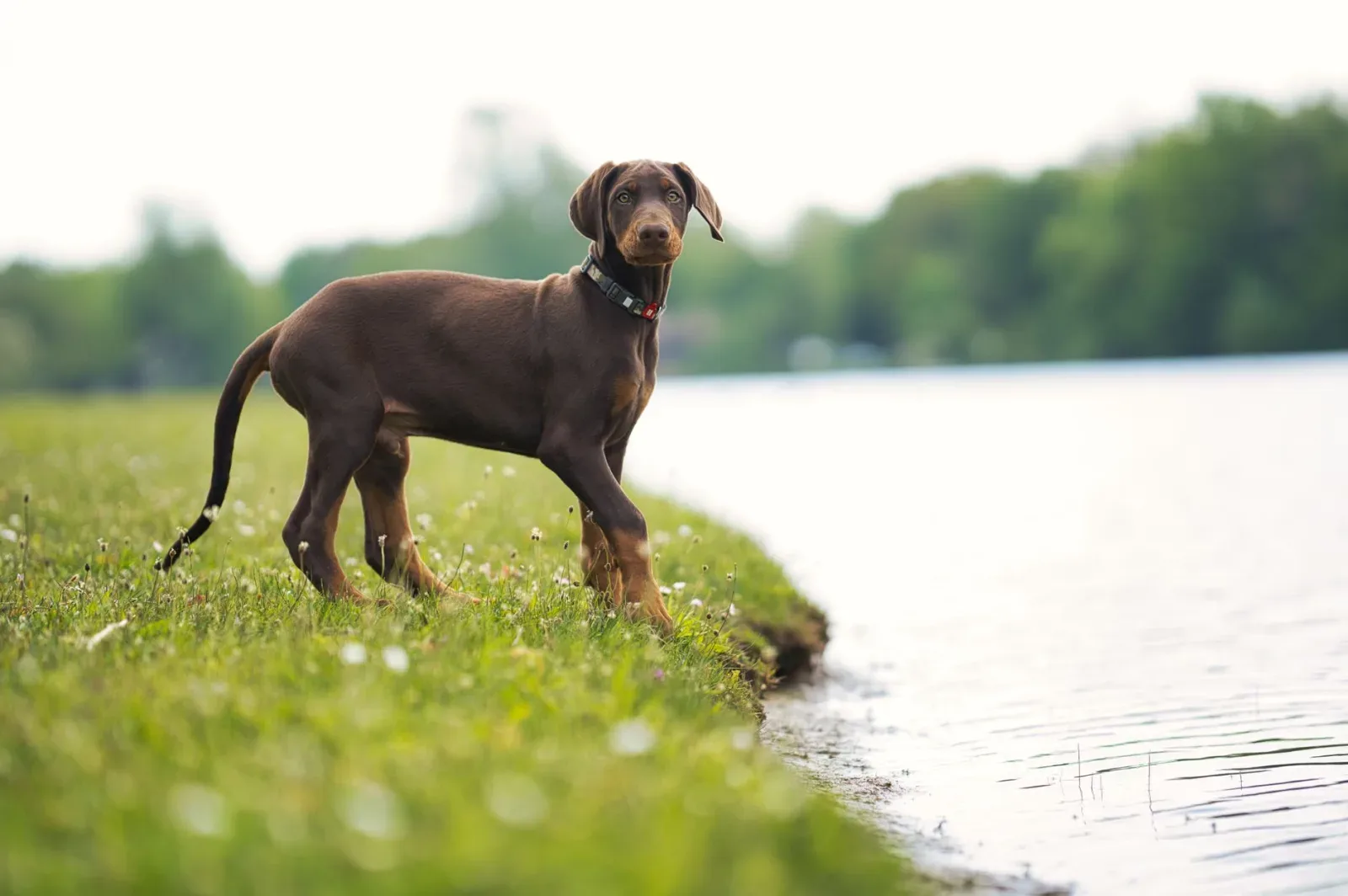 Doberman Pinscher 9