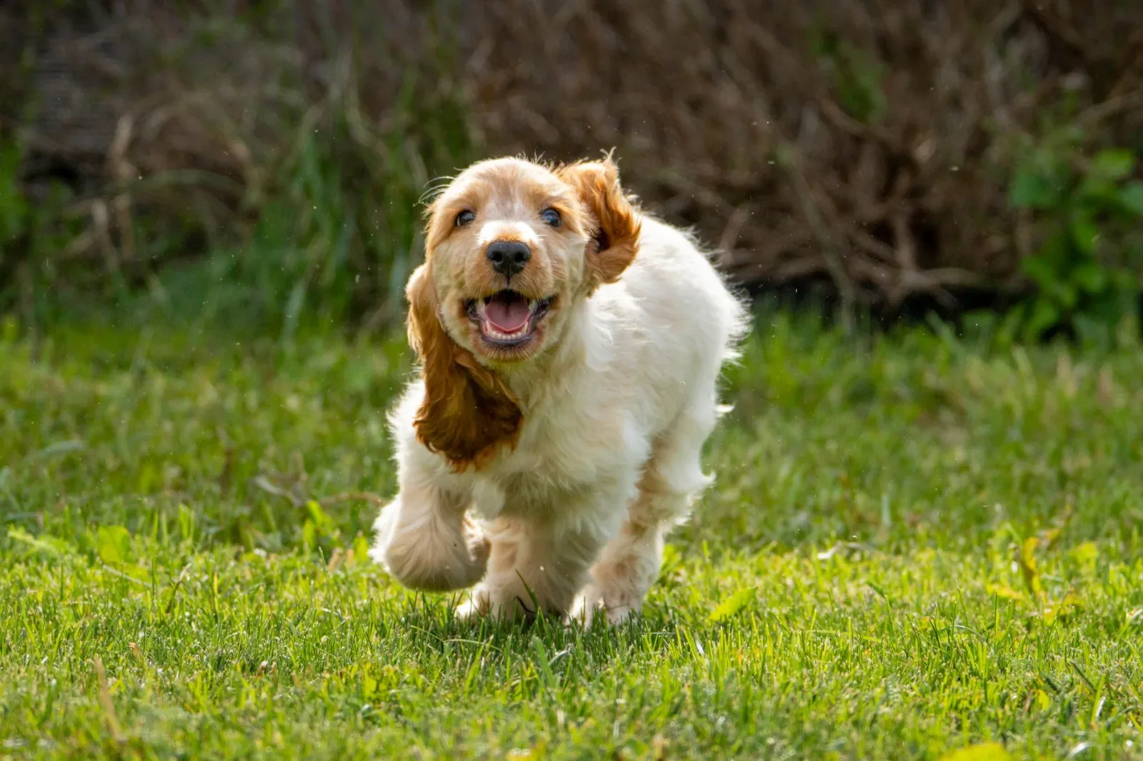 English Cocker Spaniel 1