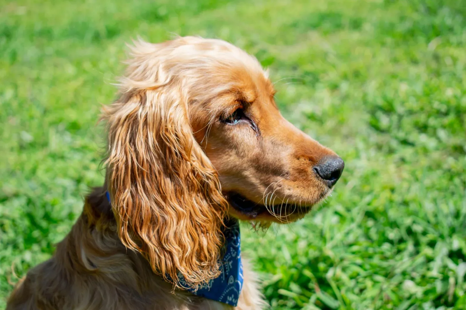 English Cocker Spaniel 10