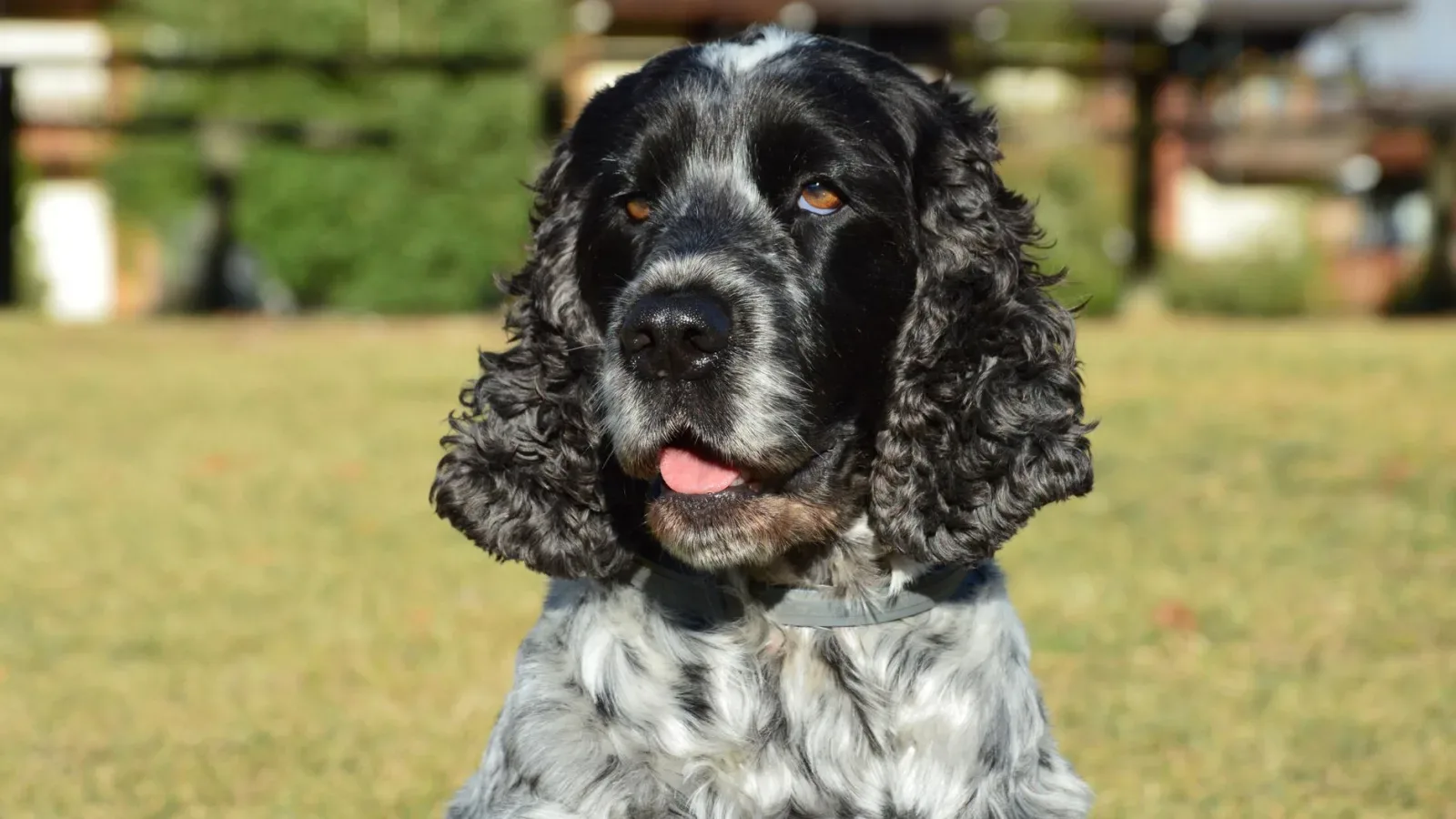 English Cocker Spaniel 2