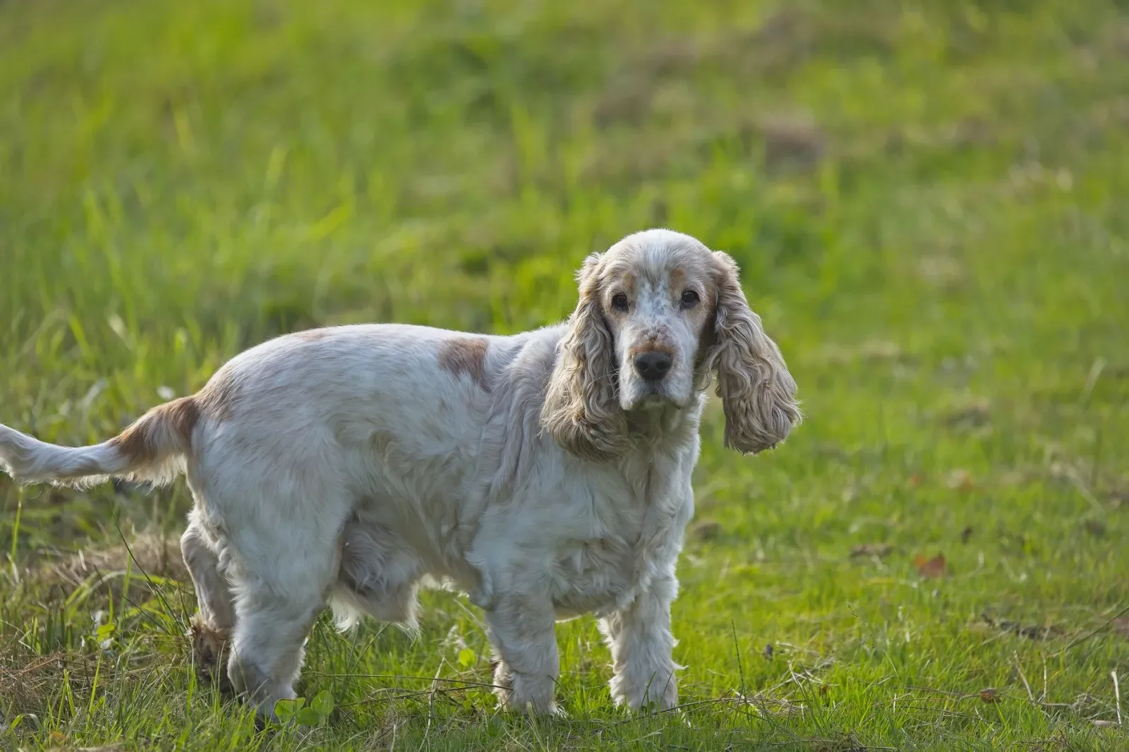 English Cocker Spaniel 3