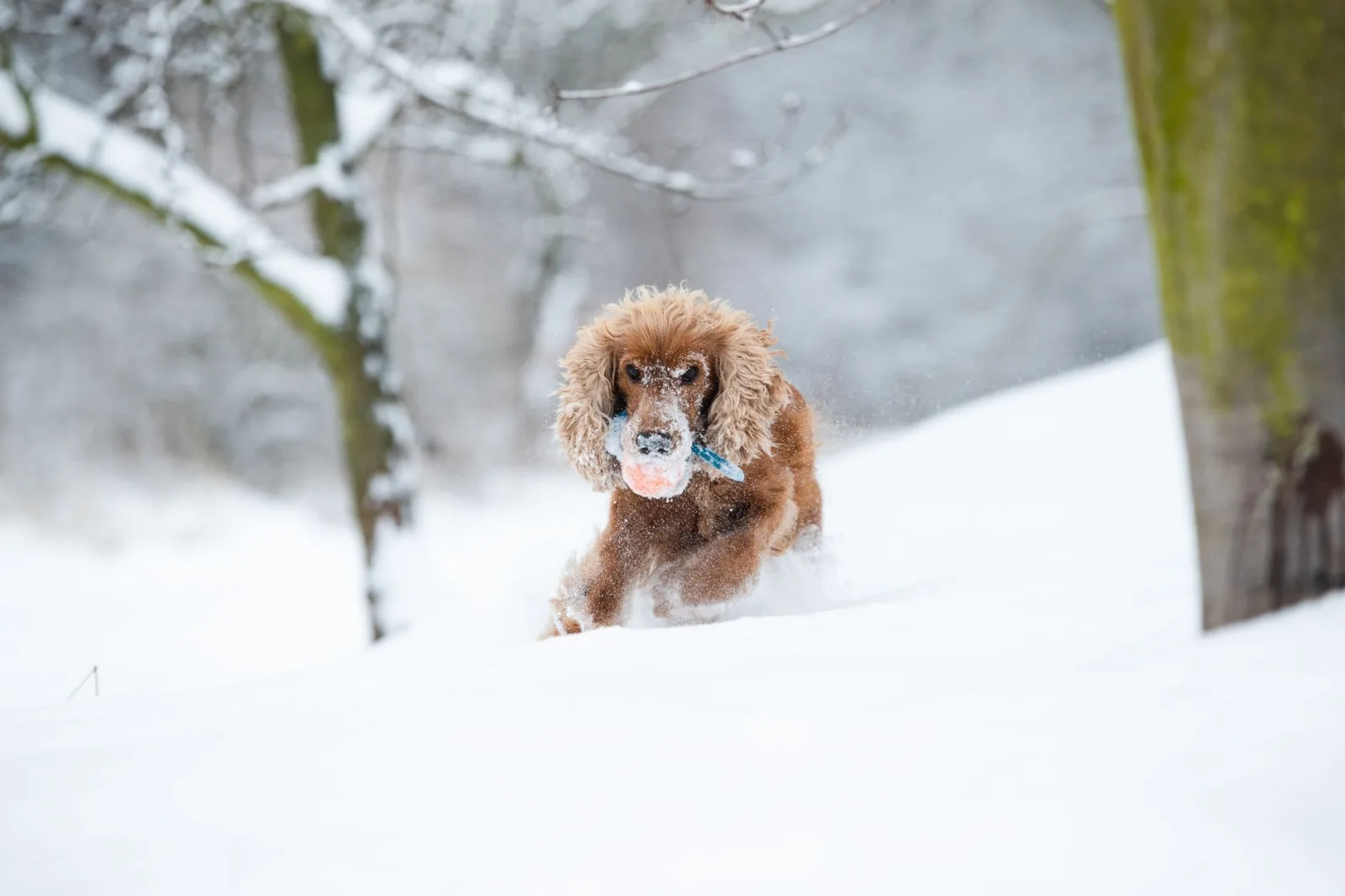 English Cocker Spaniel 4