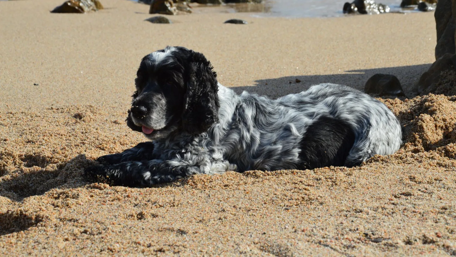 English Cocker Spaniel 6