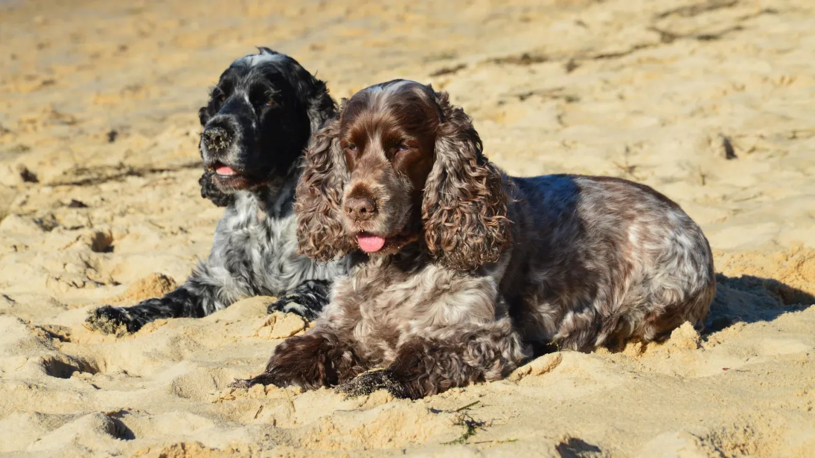 English Cocker Spaniel 7