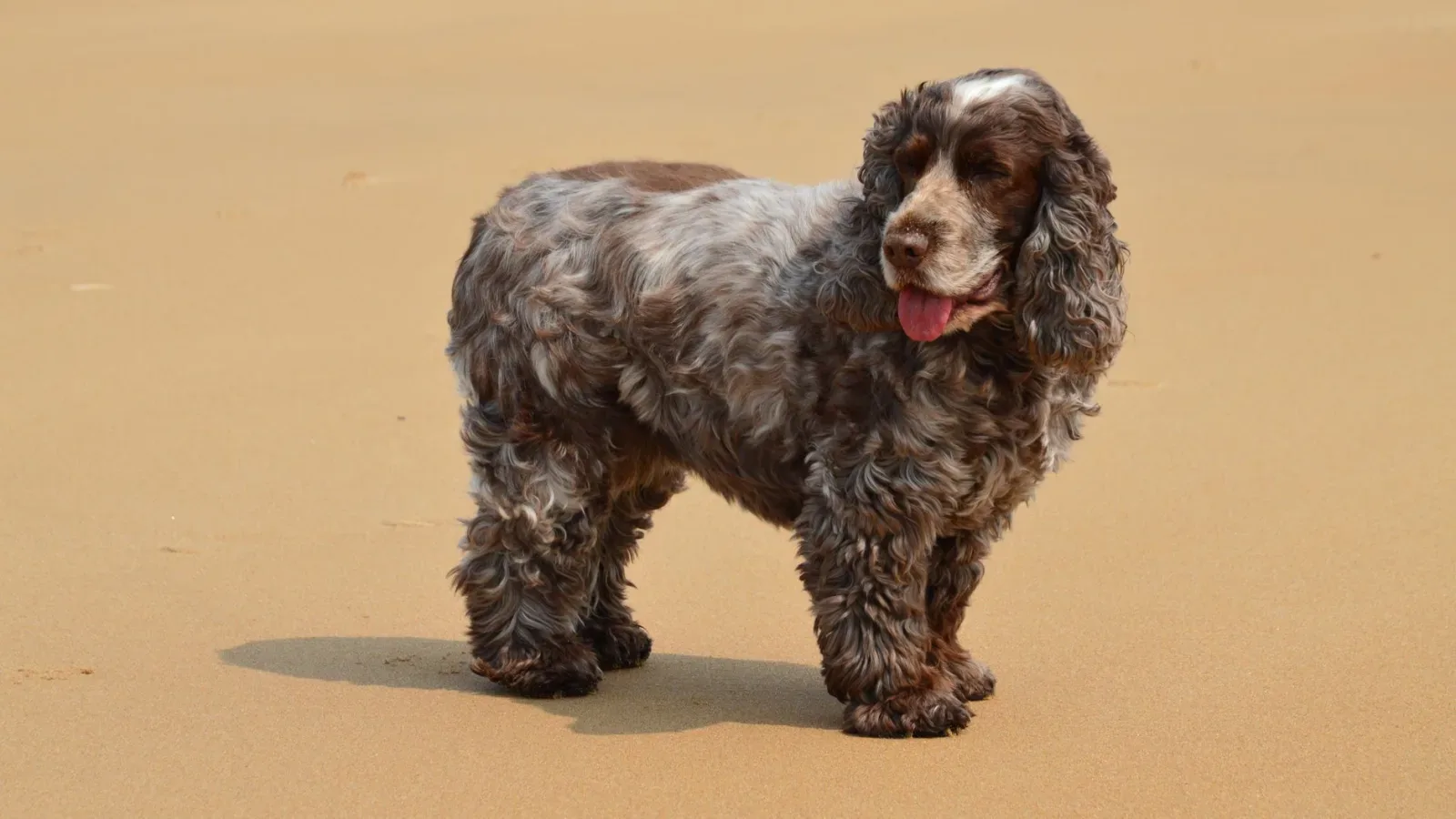 English Cocker Spaniel 9
